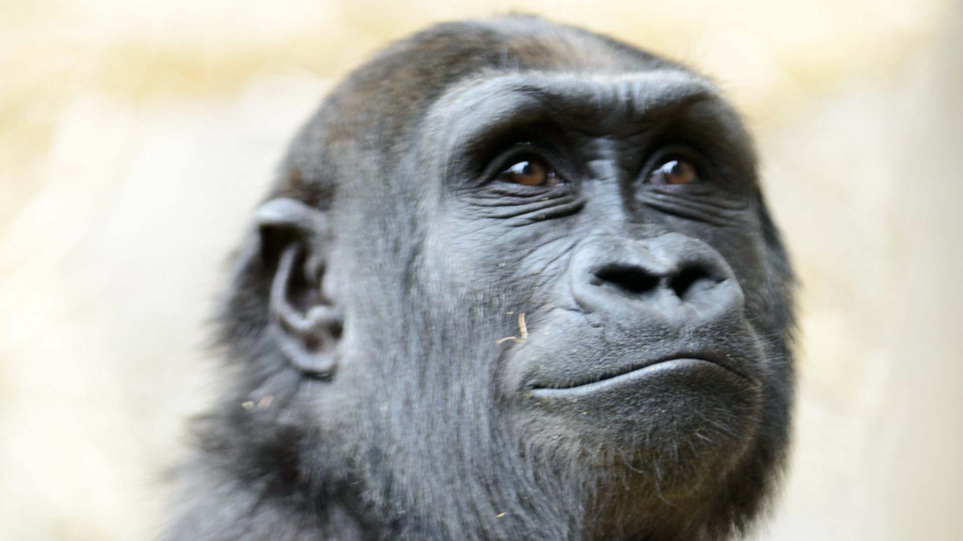 #4. The Gorilla