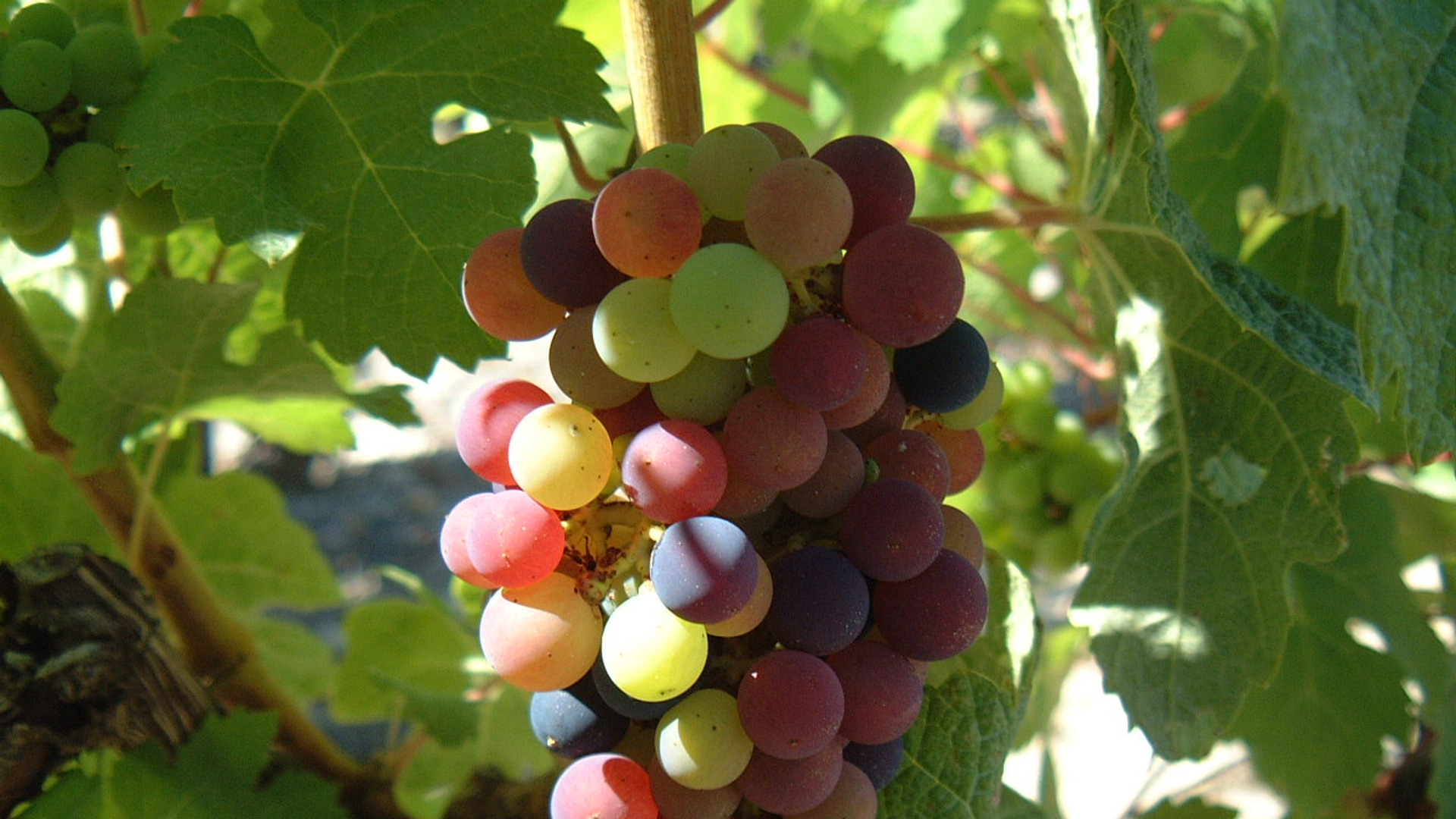 1. Produce Is Wilted, Mushy, Or Has Soft Spots