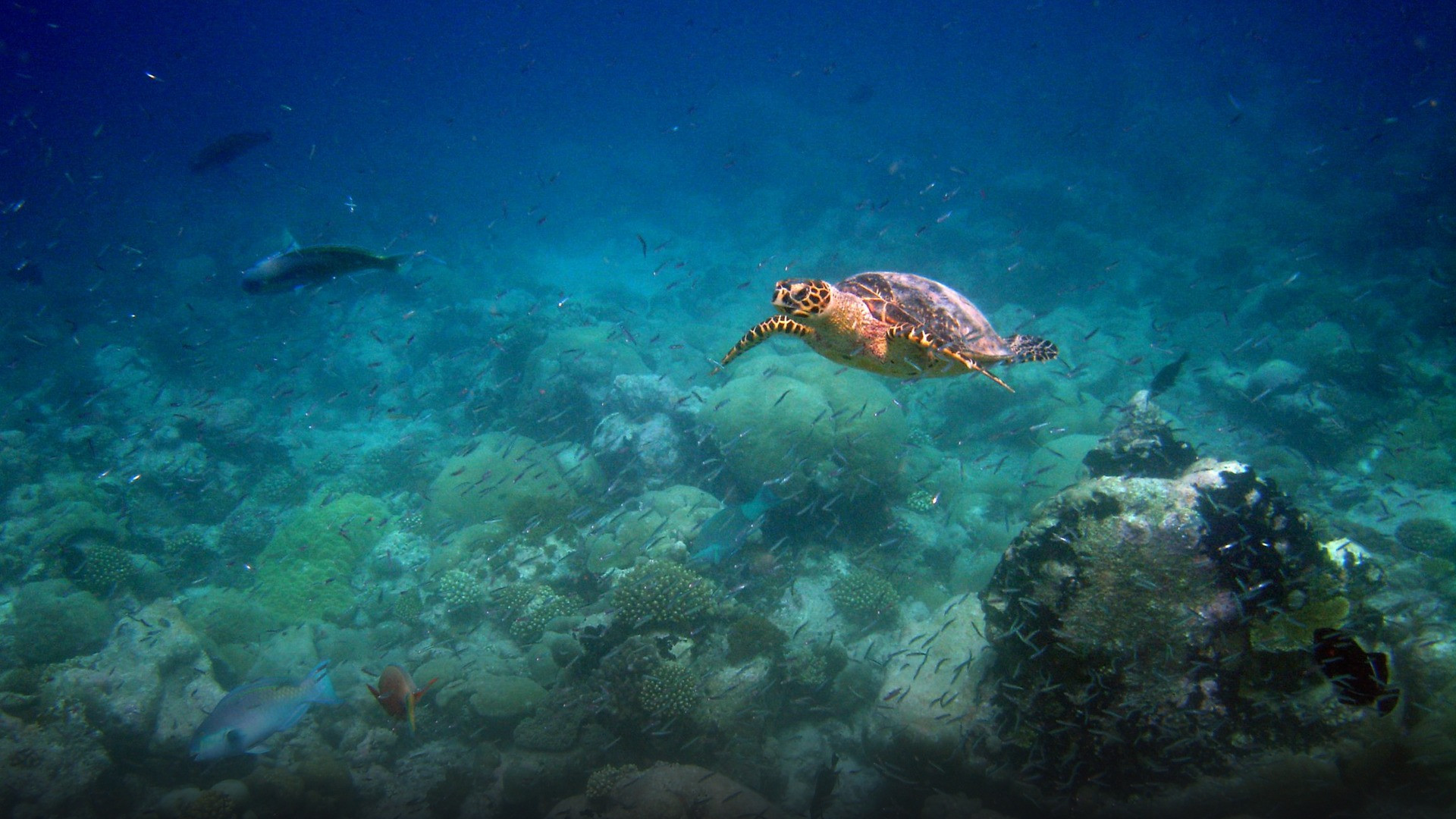 A wild sea turtle swimming gracefully above a vibrant coral reef in the Chagos archipelago.