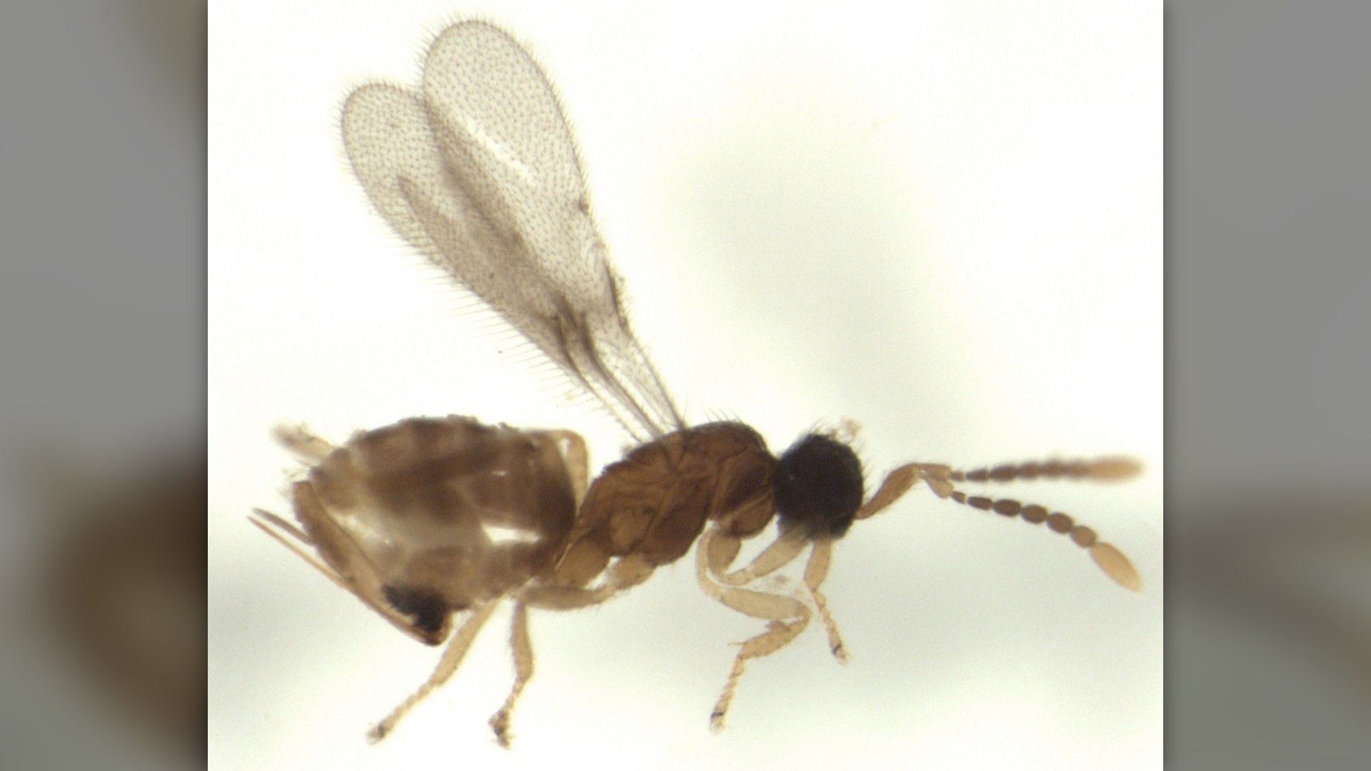 Microscopic fairyfly wasp on white background