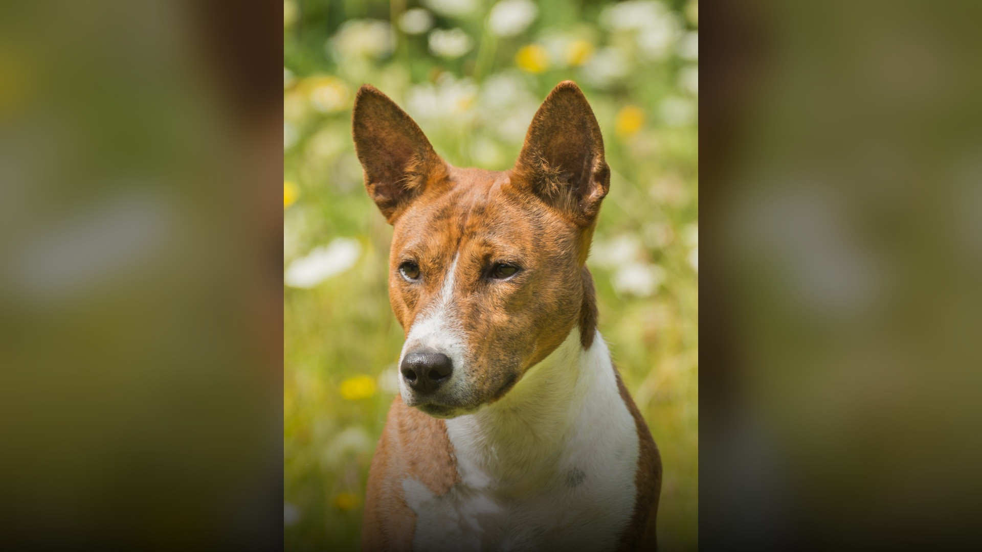 A reddish-brown and white Basenji hound standing alert in an open grassy field.