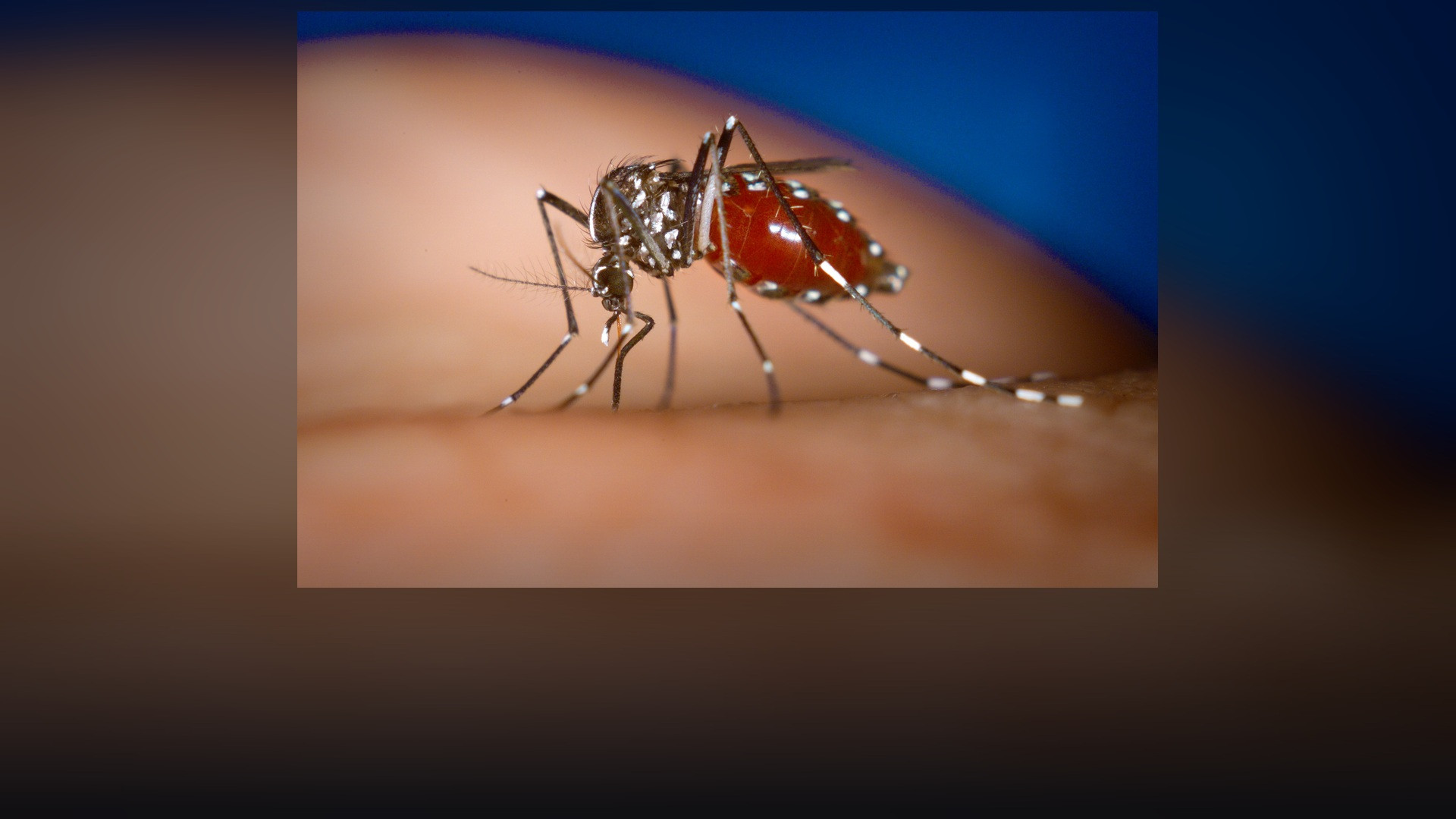 Close-up macro of an Aedes albopictus tiger mosquito with distinct white stripes and needle-like proboscis.