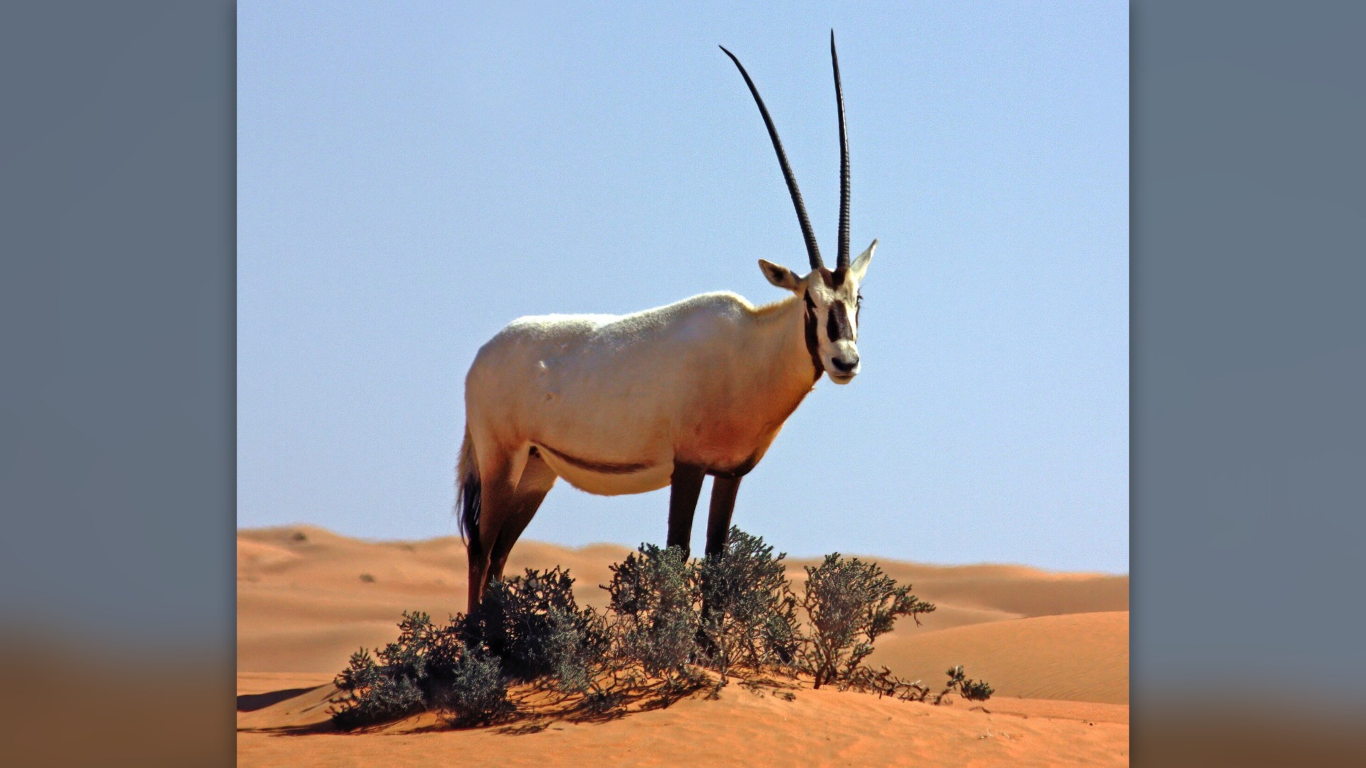 4. Arabian Oryx