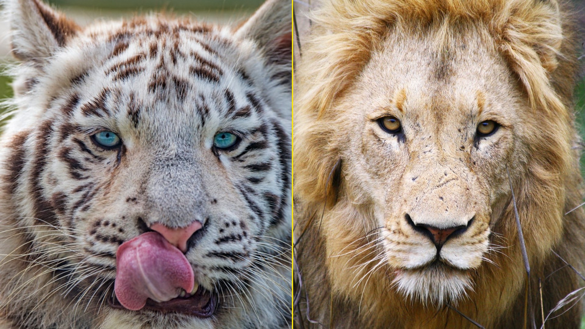 10 Animals You Could Never Keep as a Pet