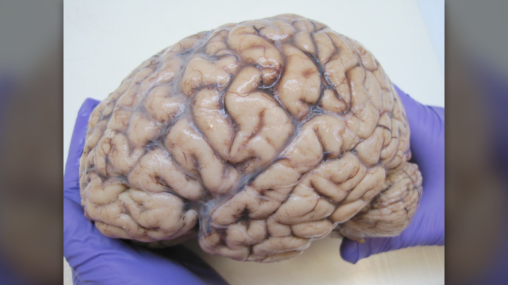 Brain Games That Keep Your Mind Sharp With Age