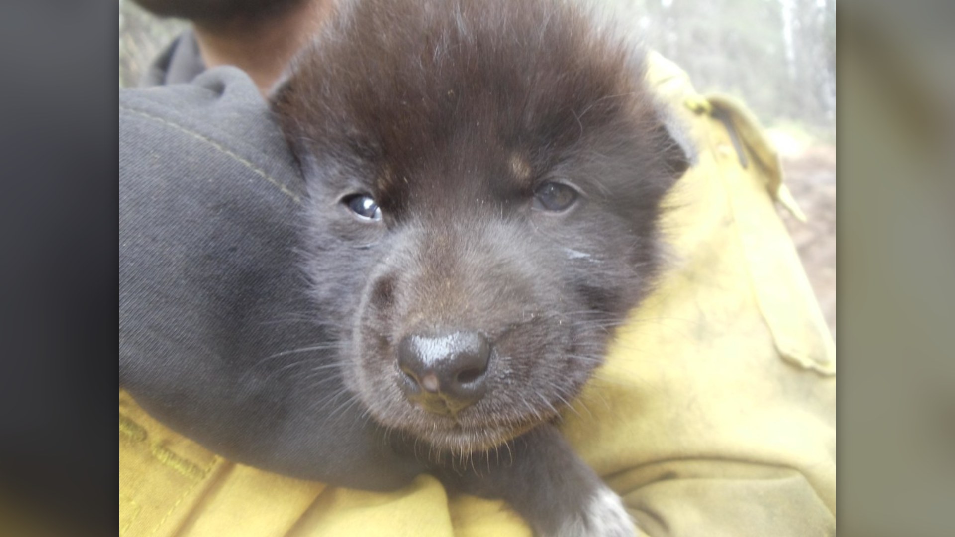 2. Baby Wolf Pup
