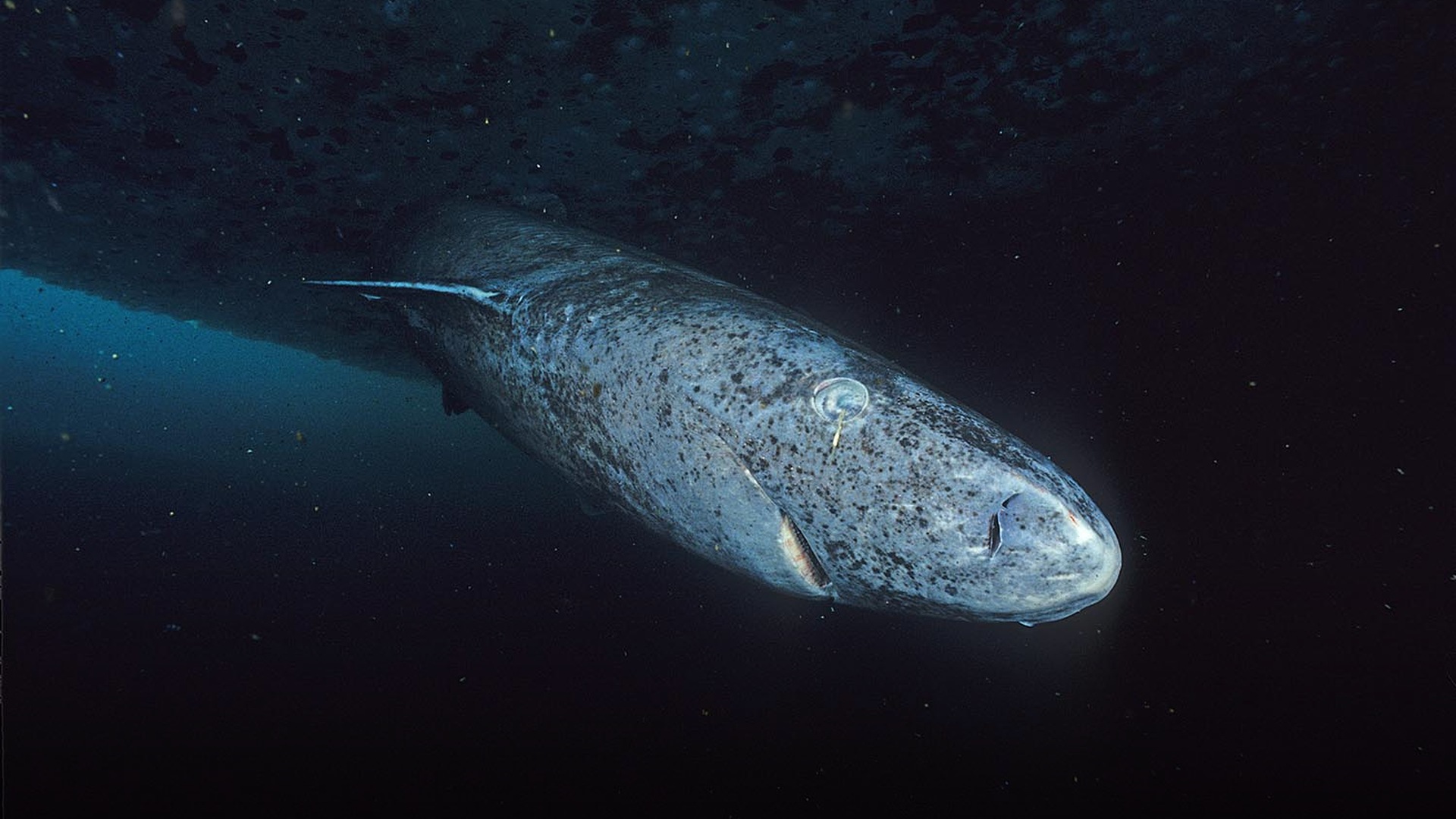A massive prehistoric Greenland shark gliding silently through the deep, frigid Arctic ocean.