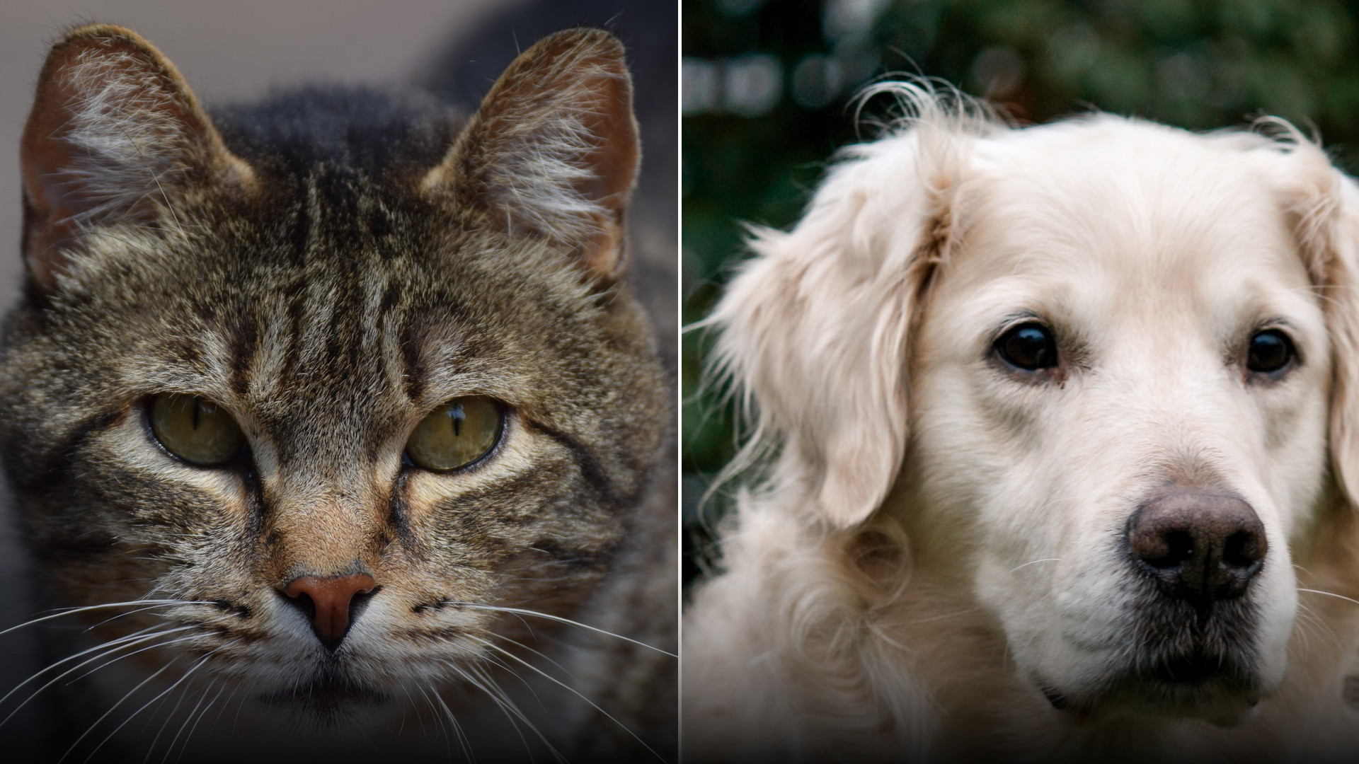 Top 10 Surprising Facts for Owners of Both Cats and Dogs