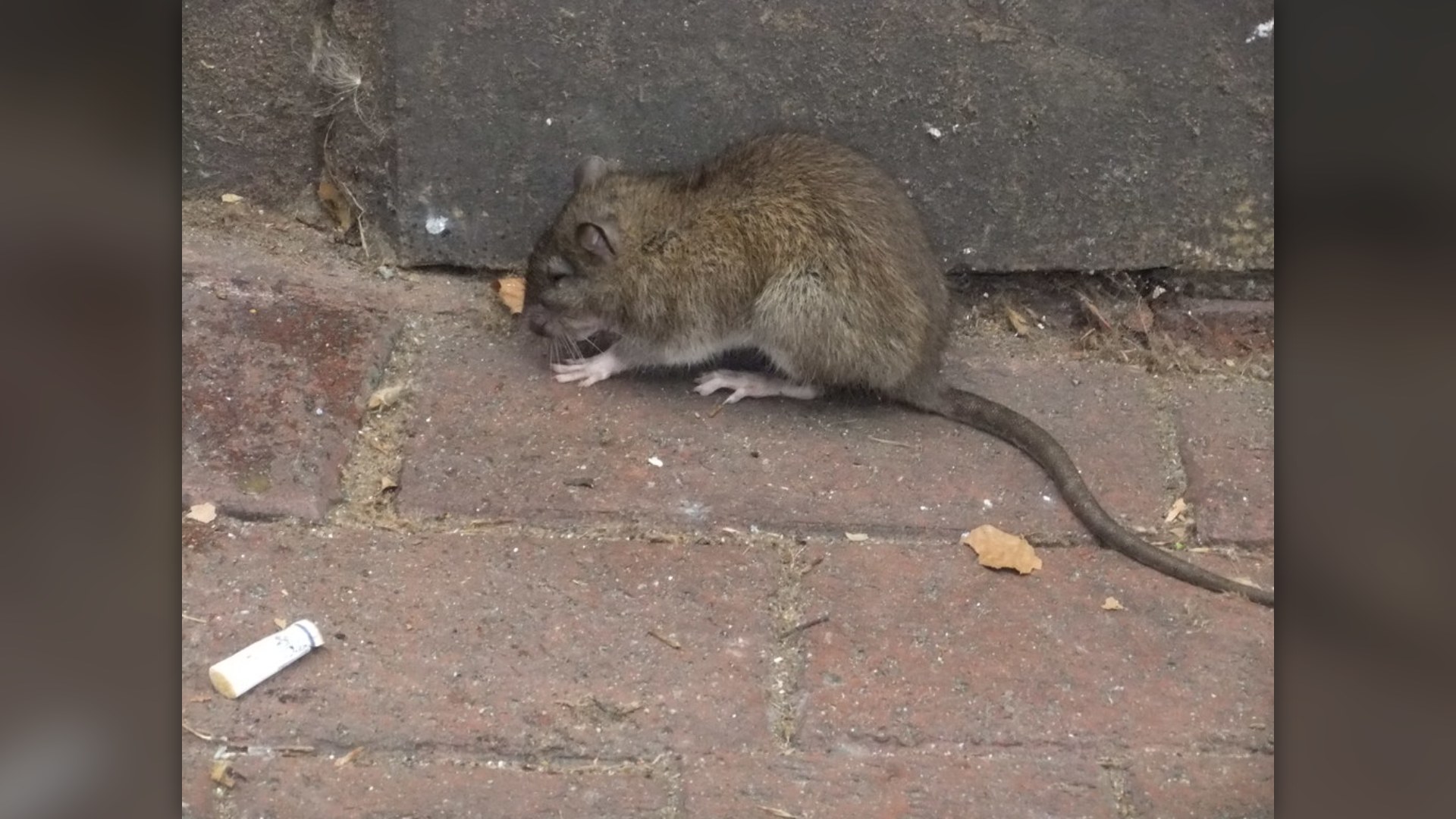 #12. The Rat