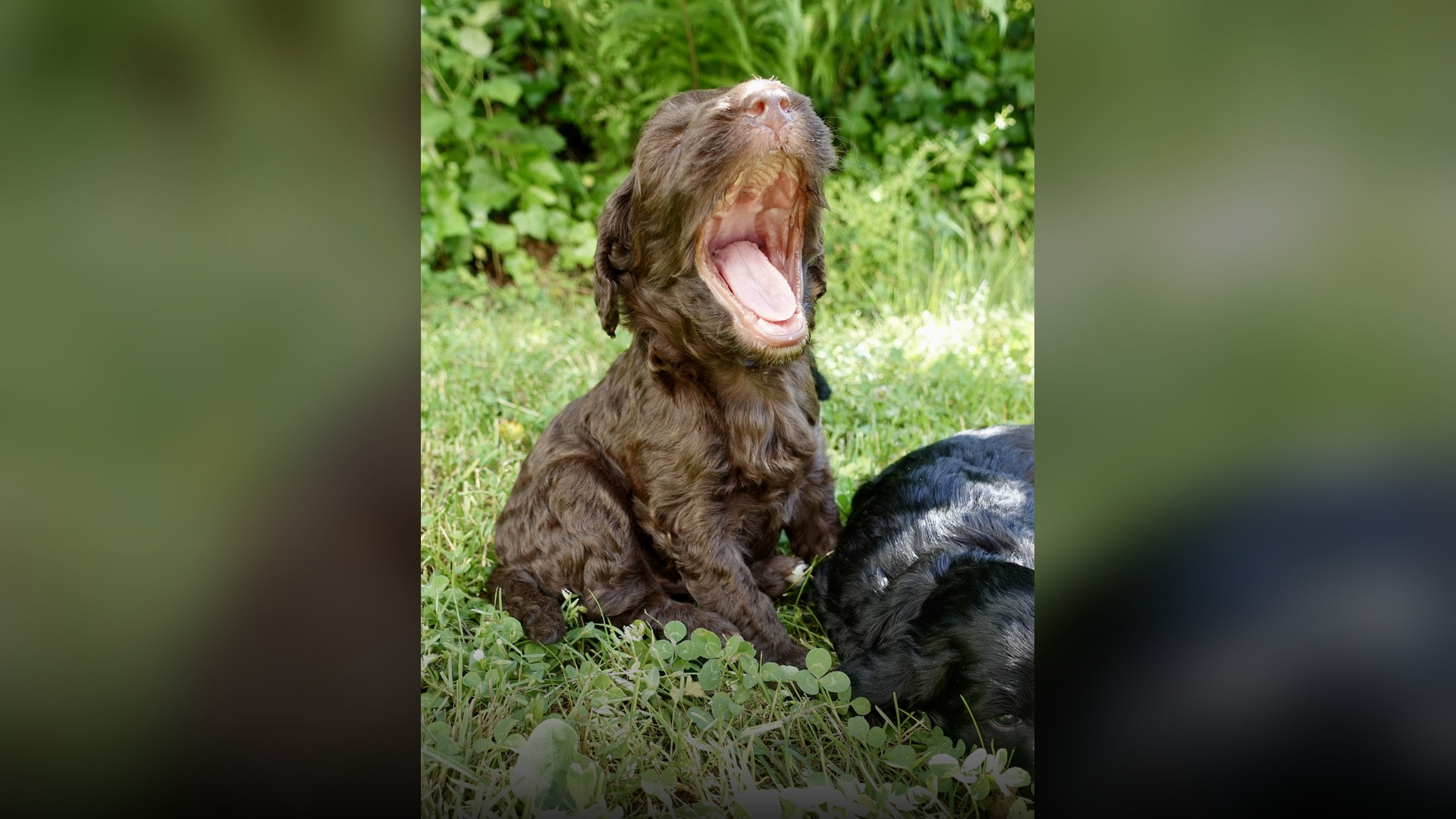 A cute puppy opening its mouth wide in a big yawn on green grass outdoors.