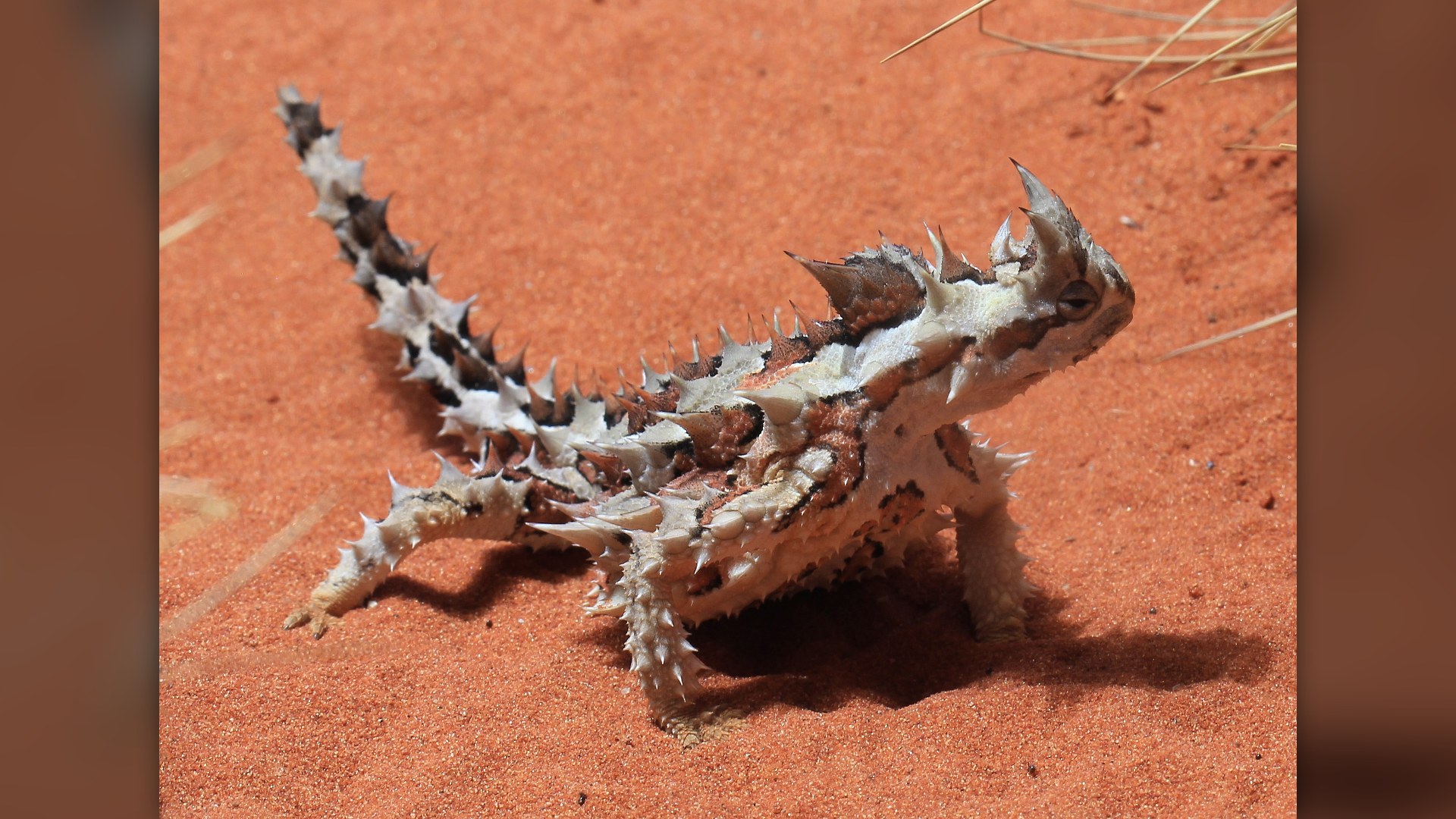 9. Australian Thorny Devil