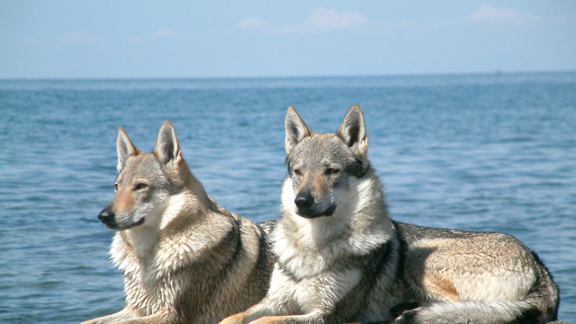A pair of Czechoslovakian wolfdogs in nature