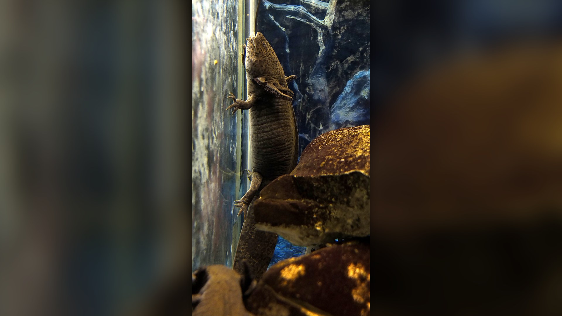 5. Axolotl