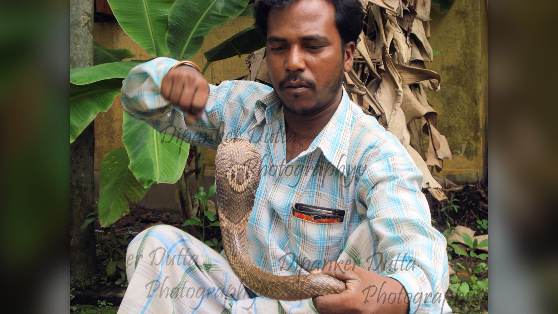 A king cobra showing its flared hood in alert posture