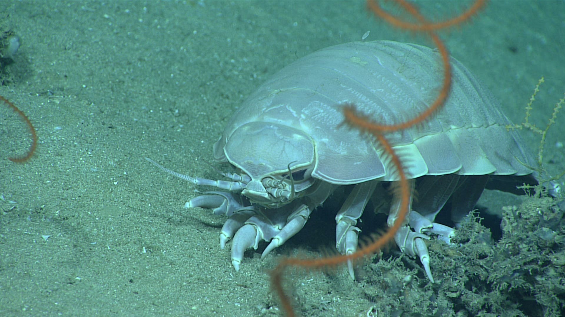 5. Giant Abyssal Isopod