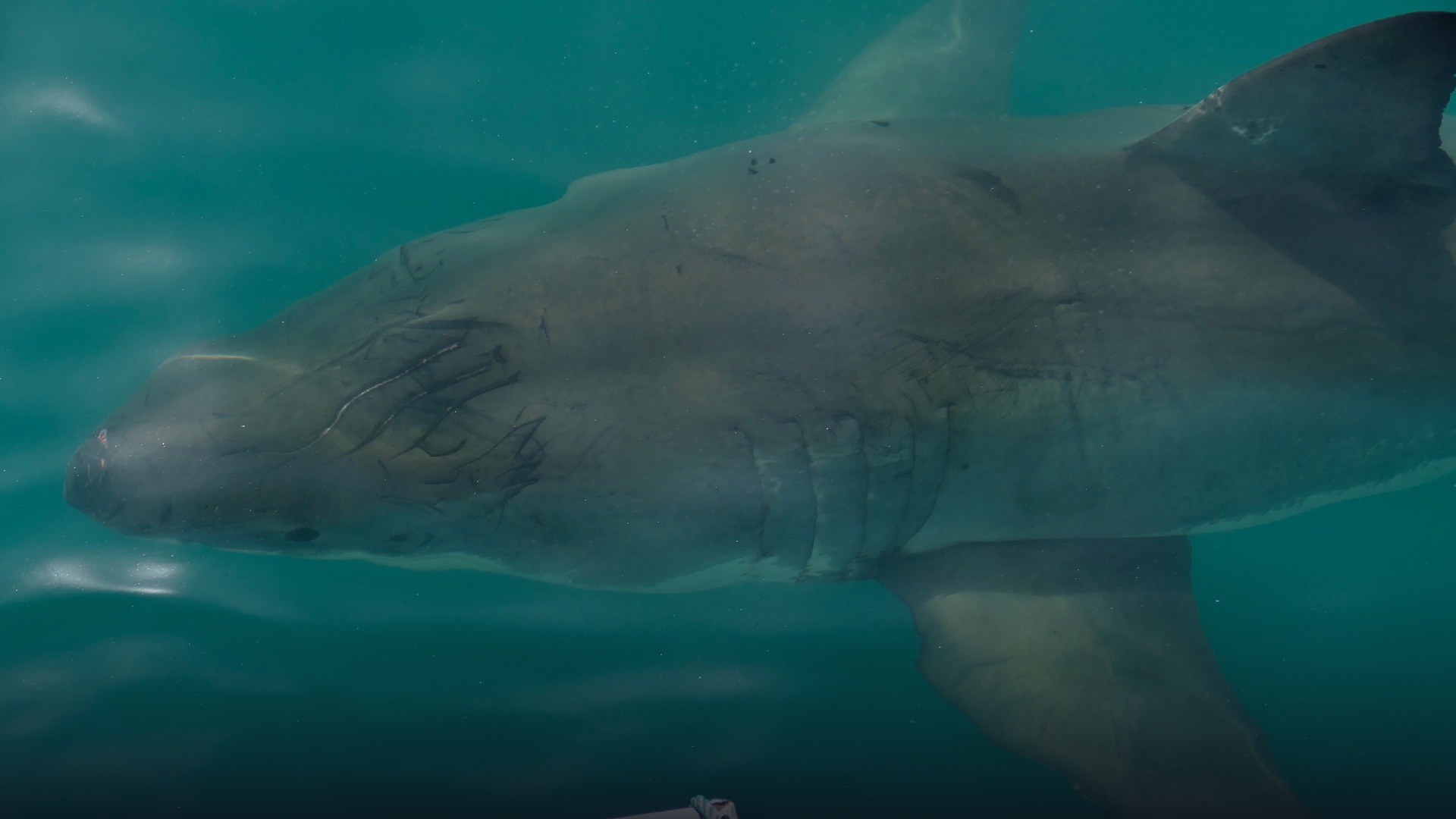 Large Great White Shark swimming in open blue oceanic waters with sun rays filtering through the surface.