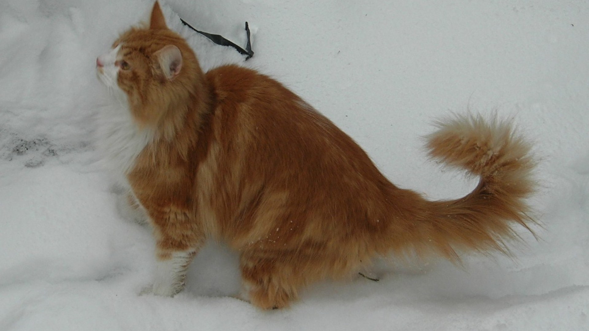 Thick-coated Norwegian Forest Cat outdoors in snow