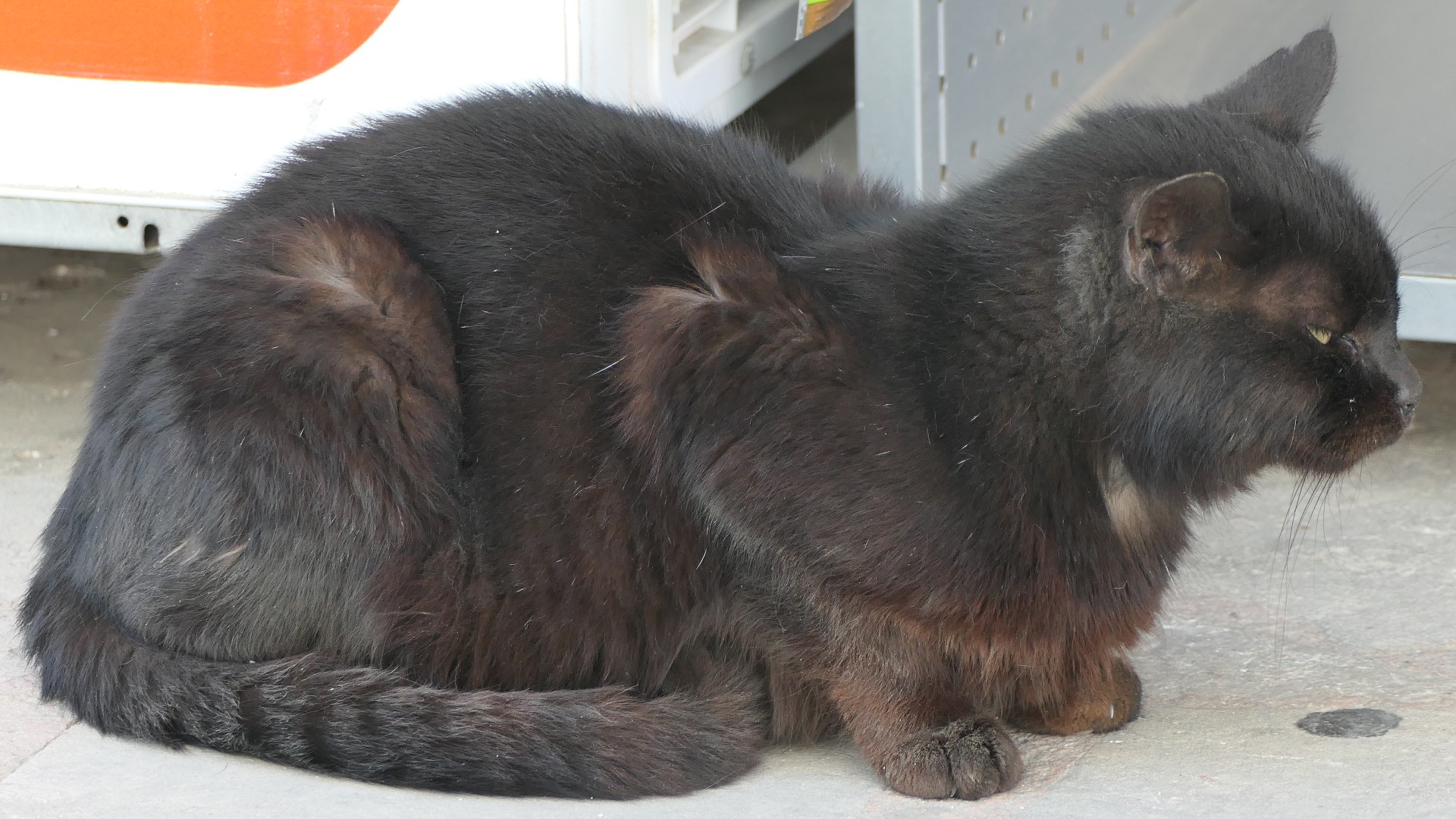 Majestic black cat sitting outdoors in Crete, Greece
