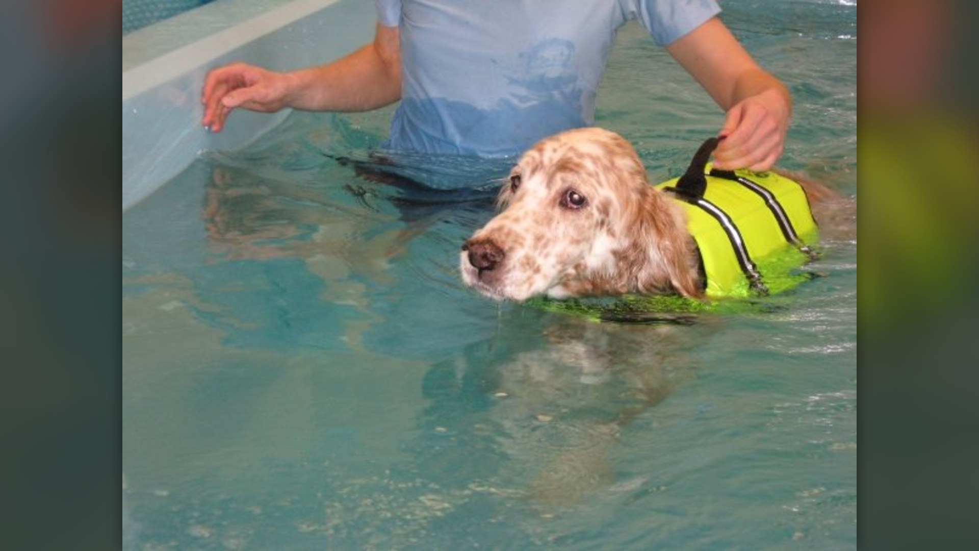 Dog exercising in water inside a veterinary hydrotherapy underwater treadmill tank