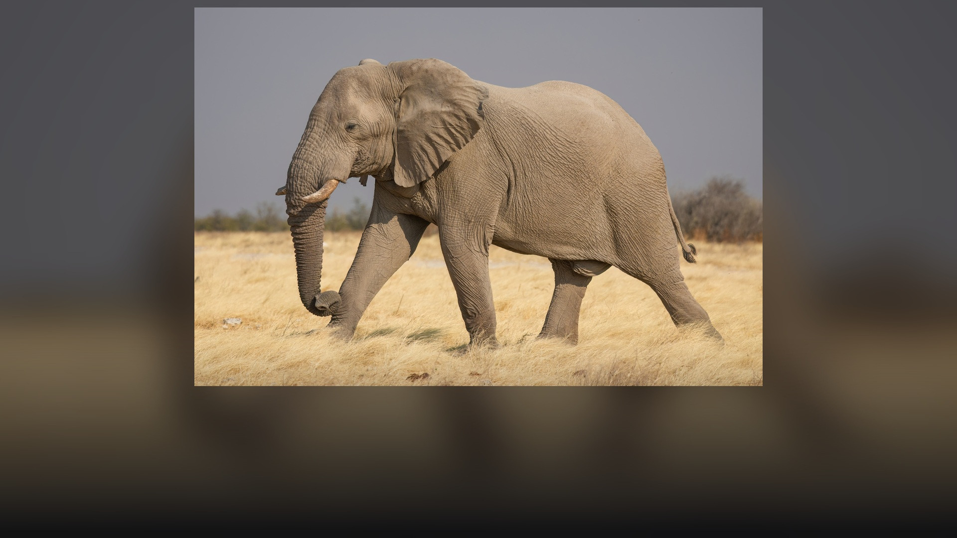A towering male African bush elephant standing majestically in Etosha National Park.
