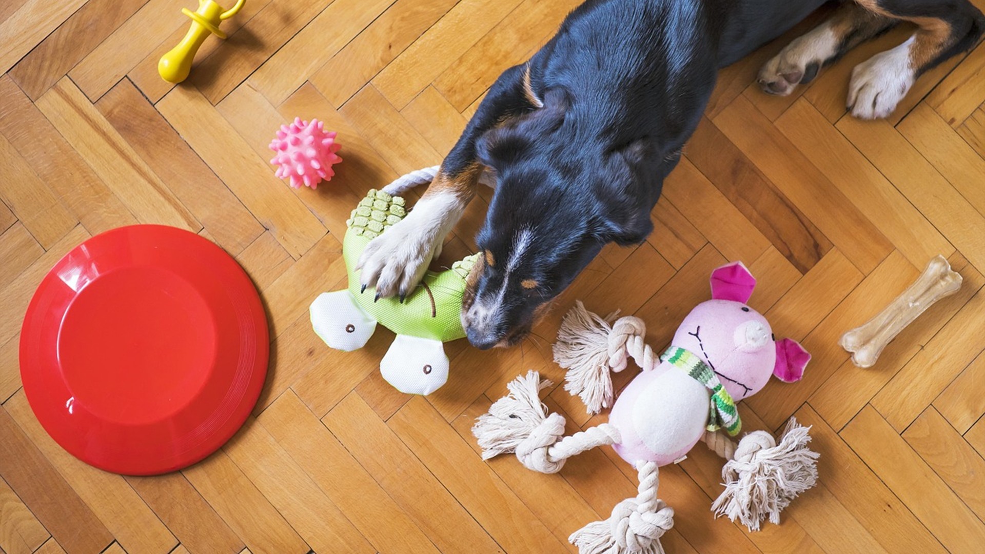 Dog playing on grass with chew toys, rope and ball