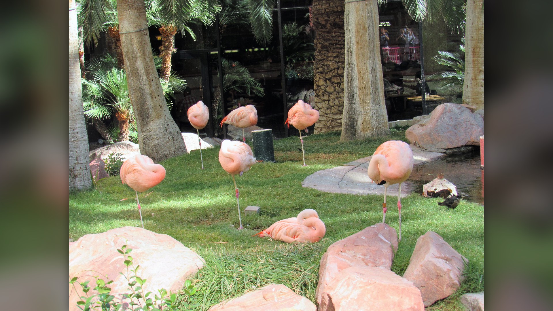 Wildlife sanctuary lagoon at Flamingo Las Vegas