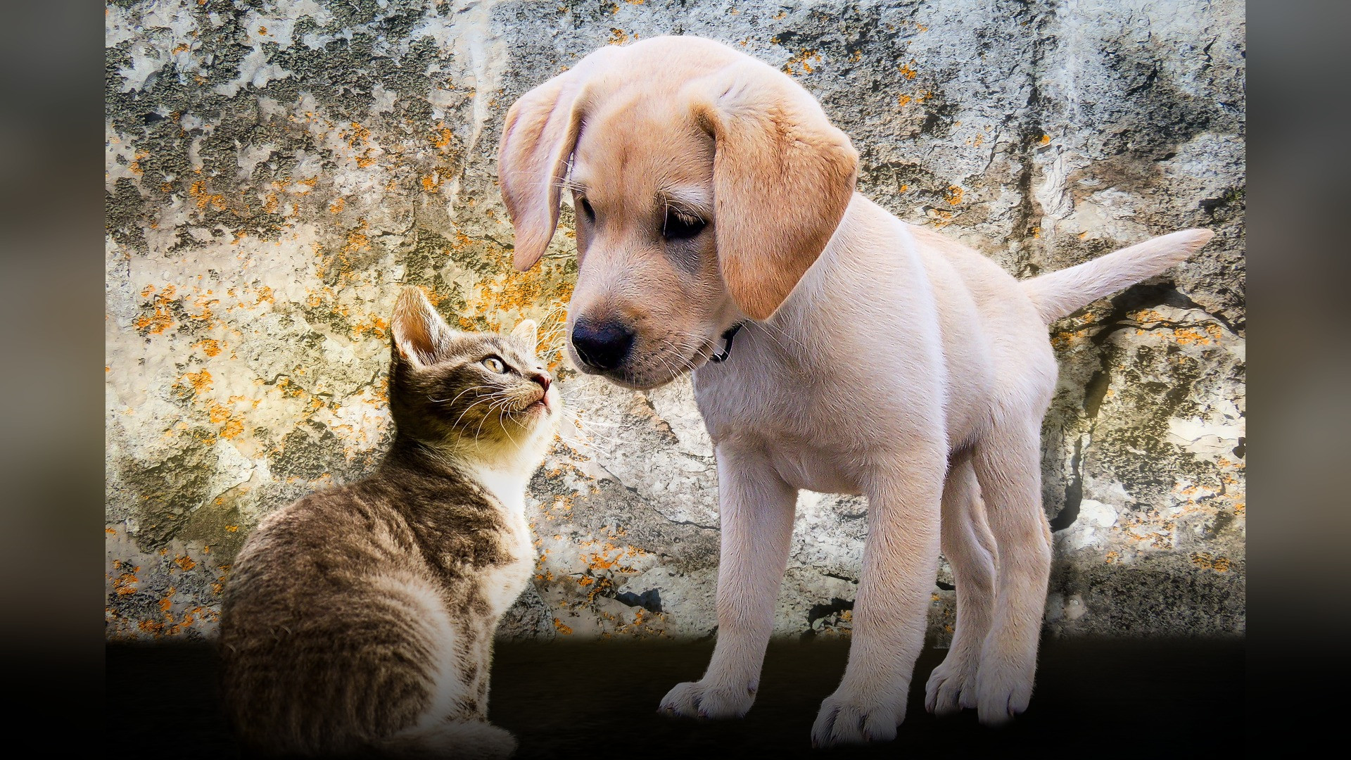 A young puppy and fluffy kitten sitting side-by-side looking at each other.