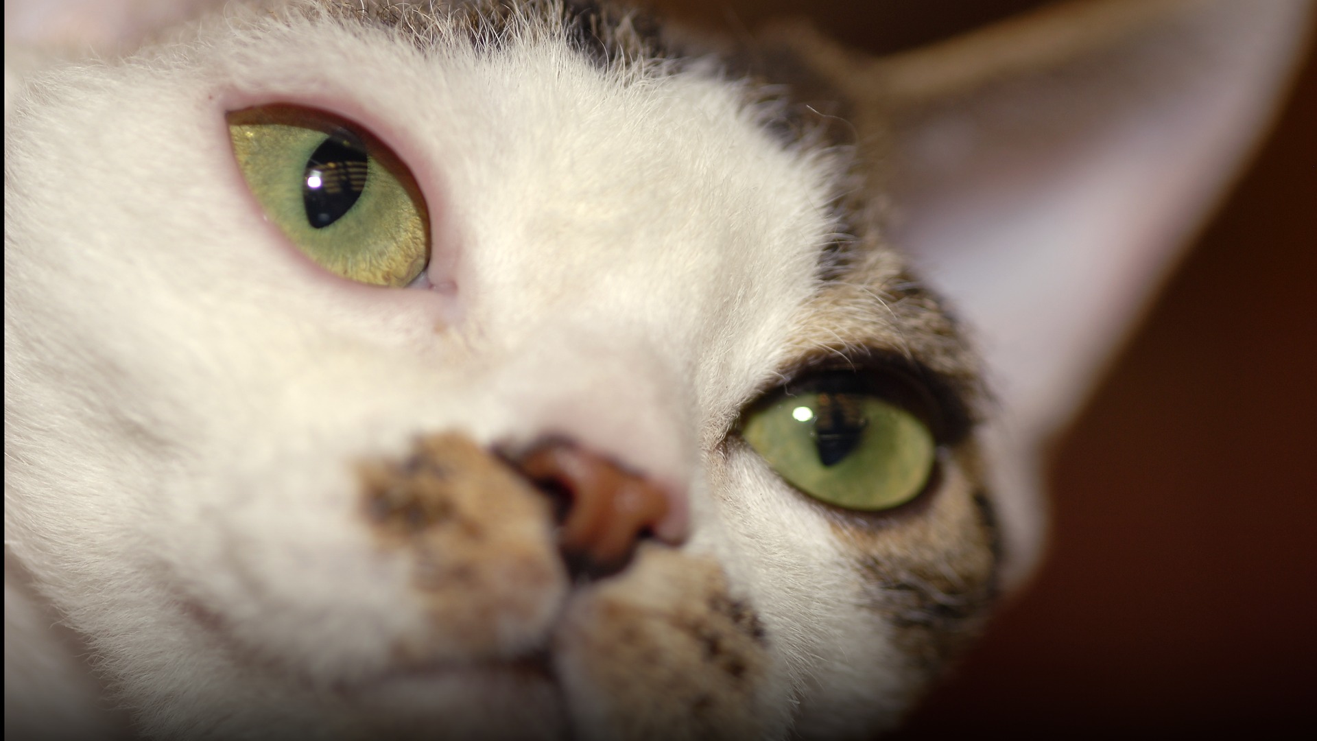 Close-up portrait of a Devon Rex cat showing large bat-like ears and curly whiskers.