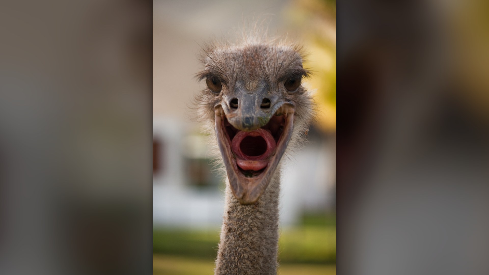 An ostrich looking into the camera