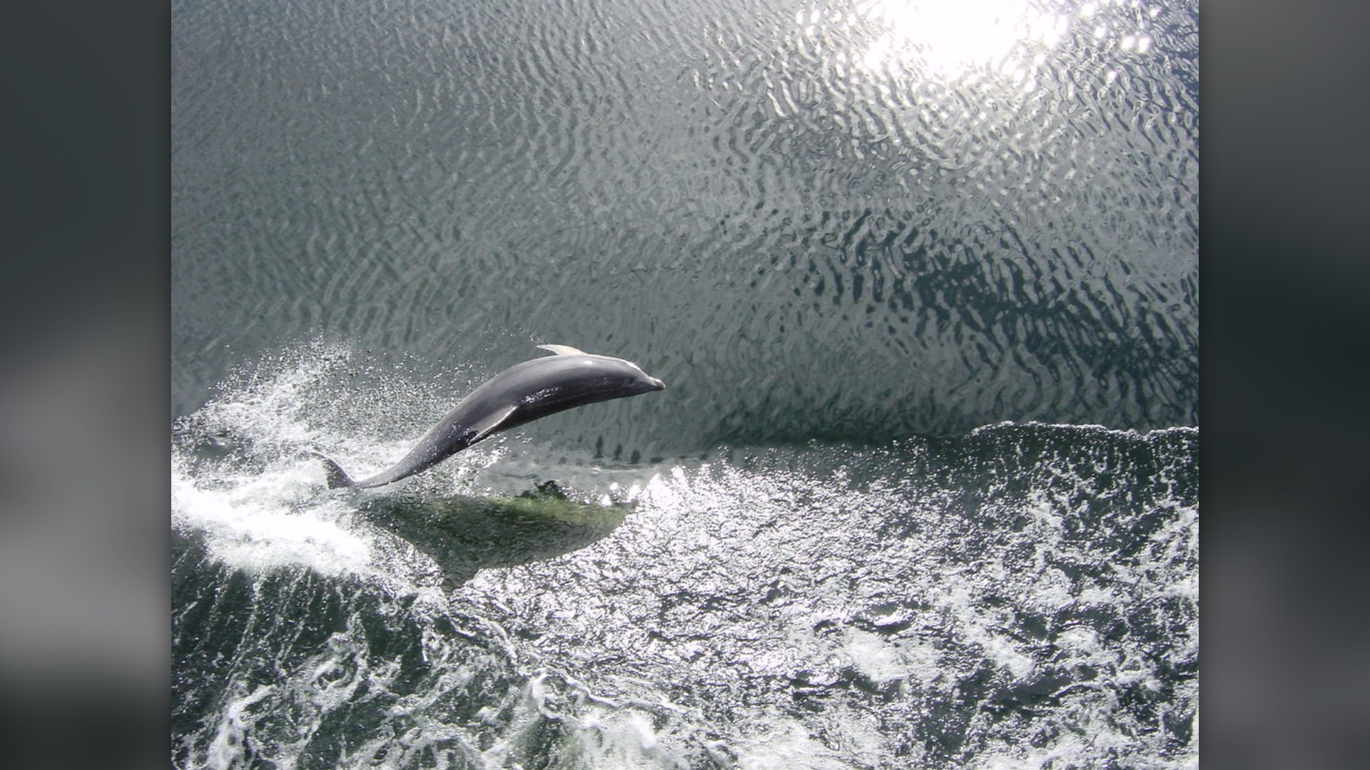 #2. The Bottlenose Dolphin
