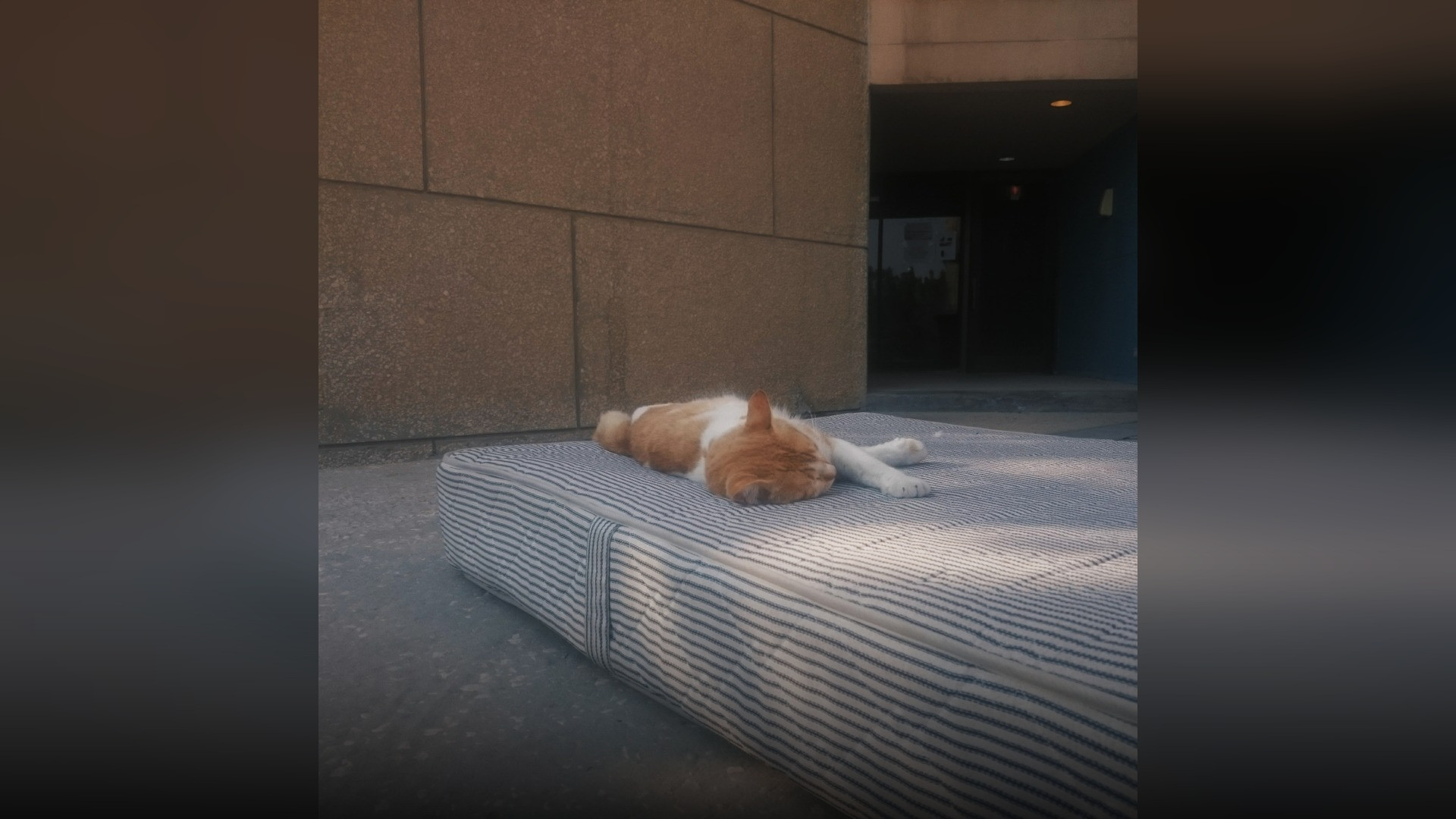 A domestic cat curled up peacefully asleep on a soft woven blanket, resting in serene tranquility.