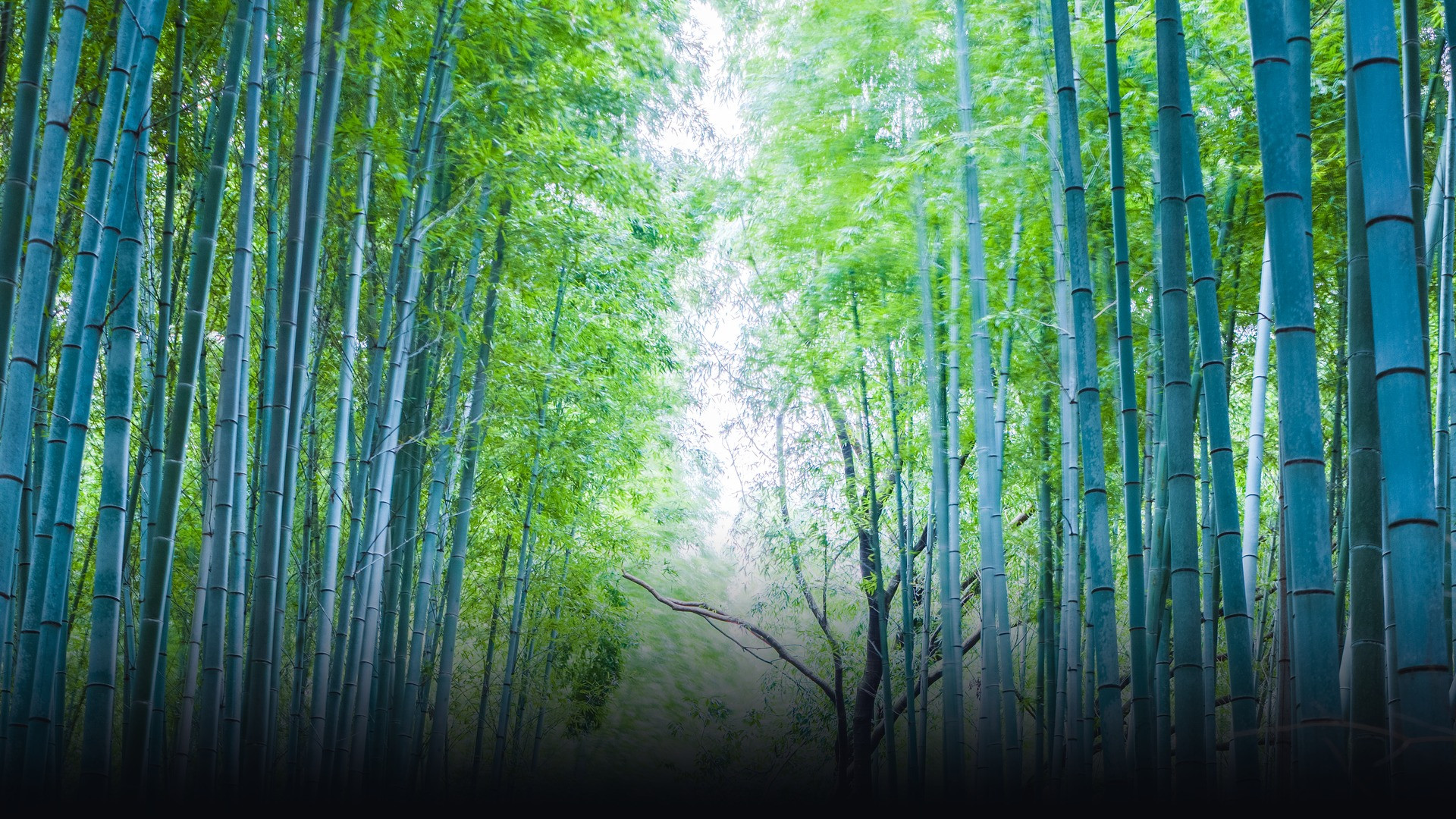 Towering green bamboo stalks lining a sun-dappled walking path in Arashiyama, Kyoto.