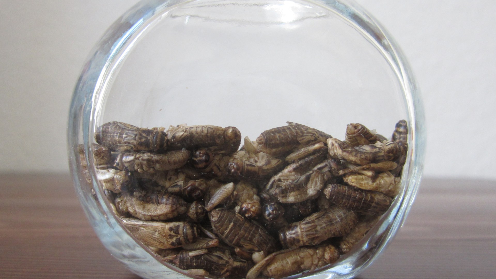 Dehydrated edible crickets prepared for milling into high-protein cricket flour