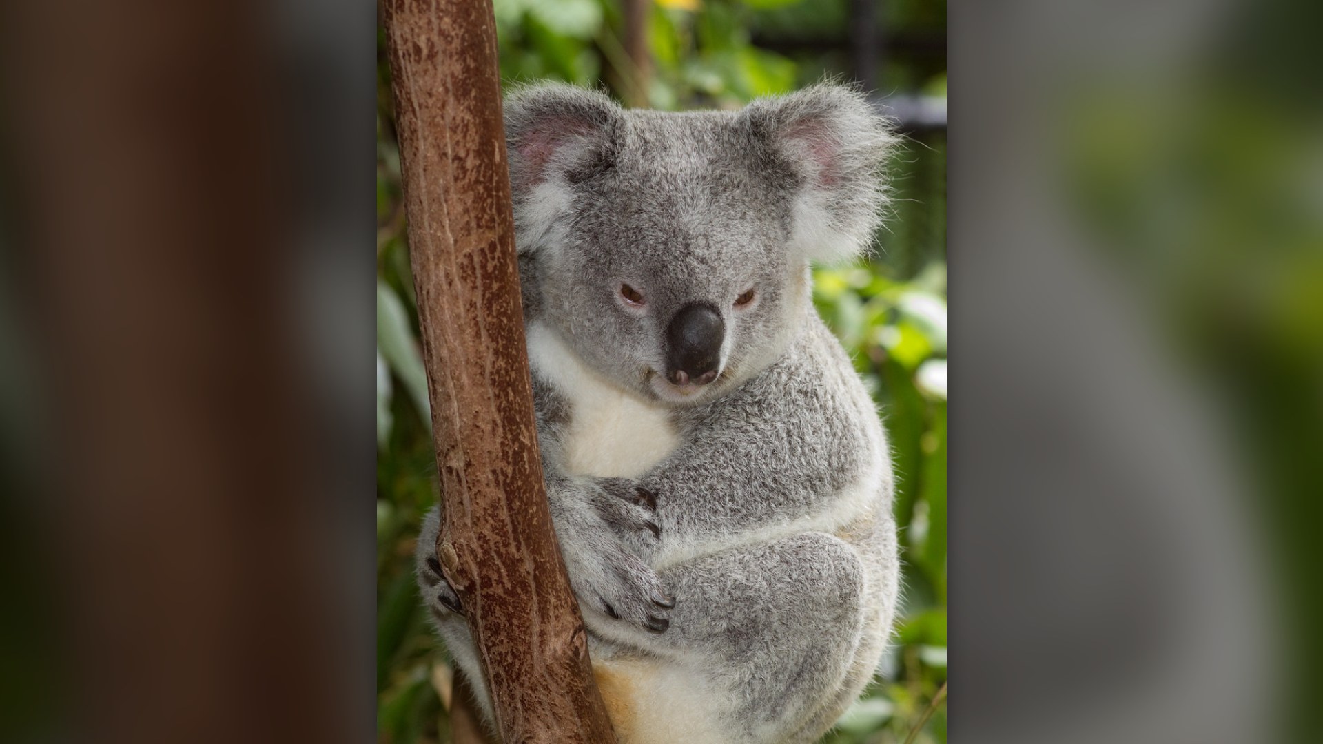 10. Koalas Starve On Toxic Leaves