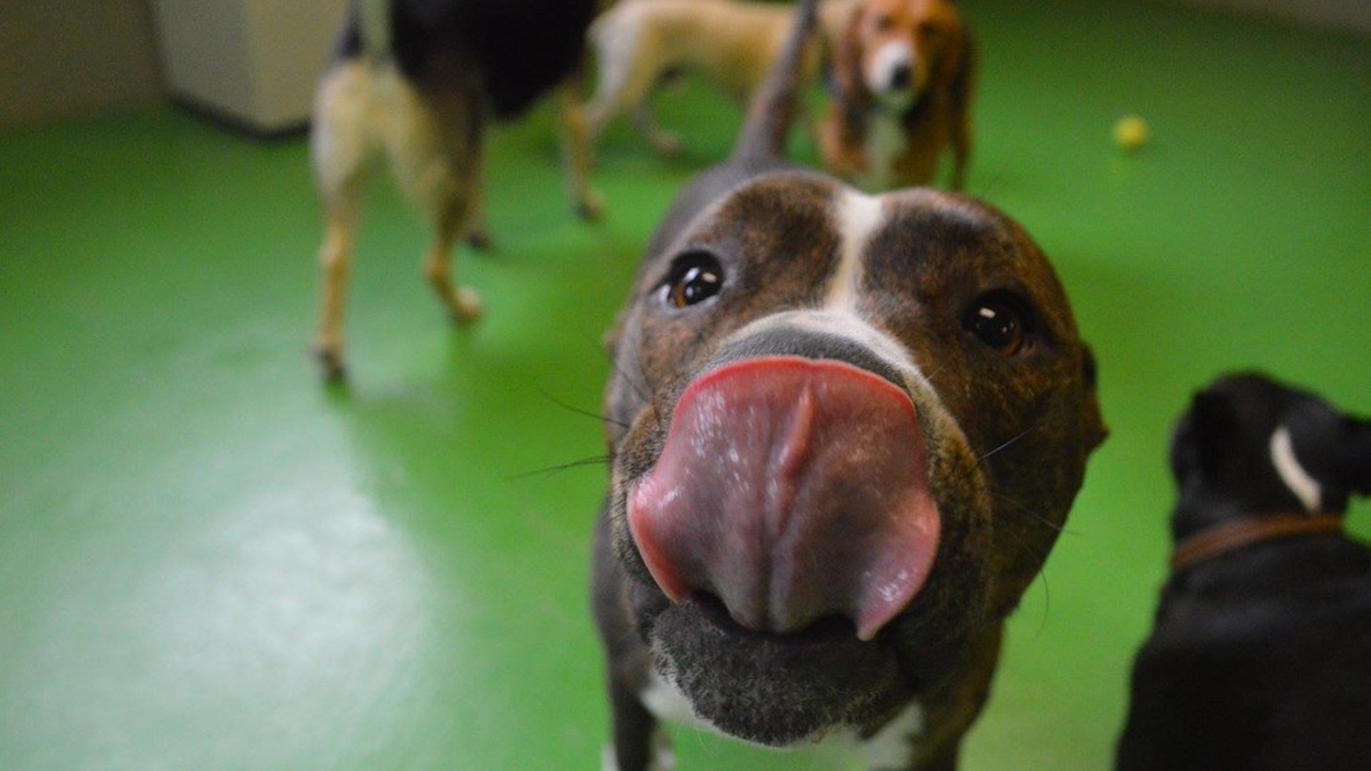 A dog intently licking in a repetitive posture