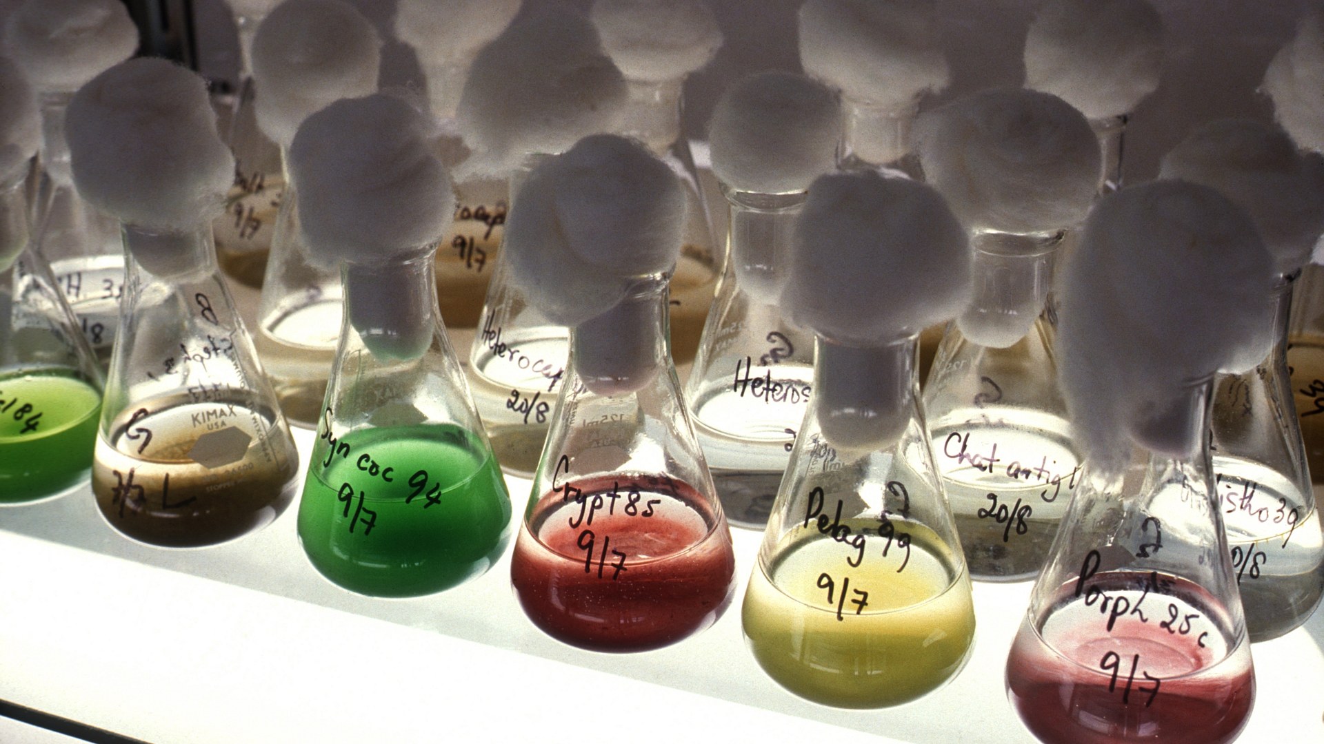 Laboratory flasks containing colorful marine microalgae cultures