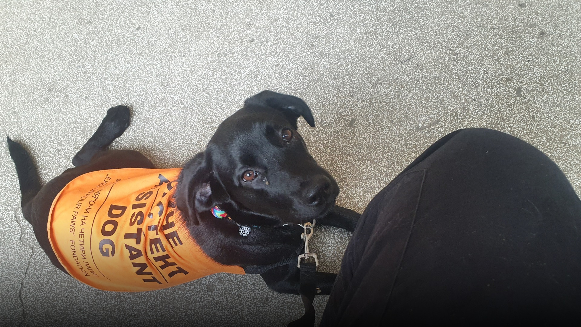 A trained assistance medical dog attentively supporting its handler in a hospital setting.