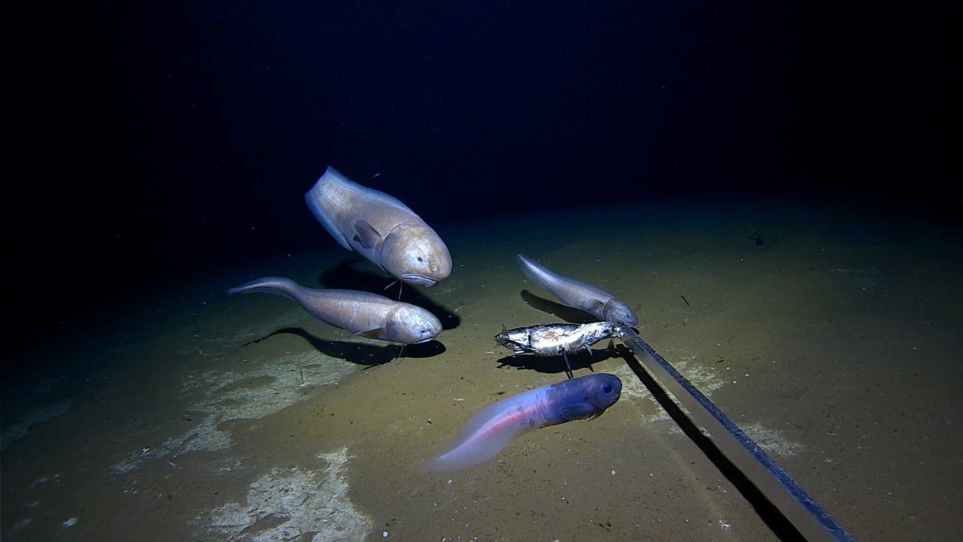 Pale translucent Mariana snailfish swimming gracefully over hadal trench sediment.