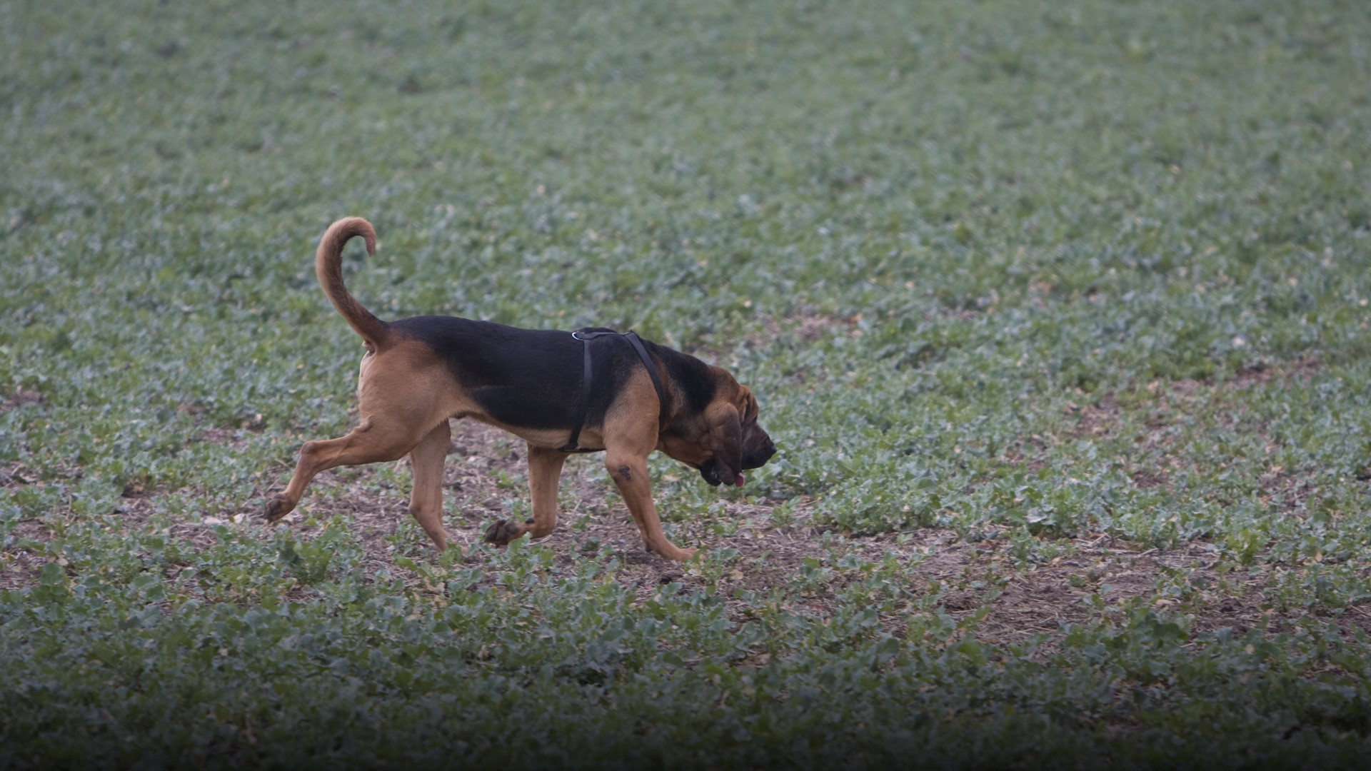A dedicated Bloodhound tracking dog working in the field during official scent trials.