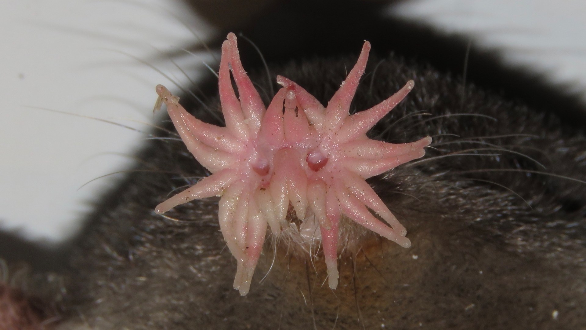 10. Star-Nosed Mole