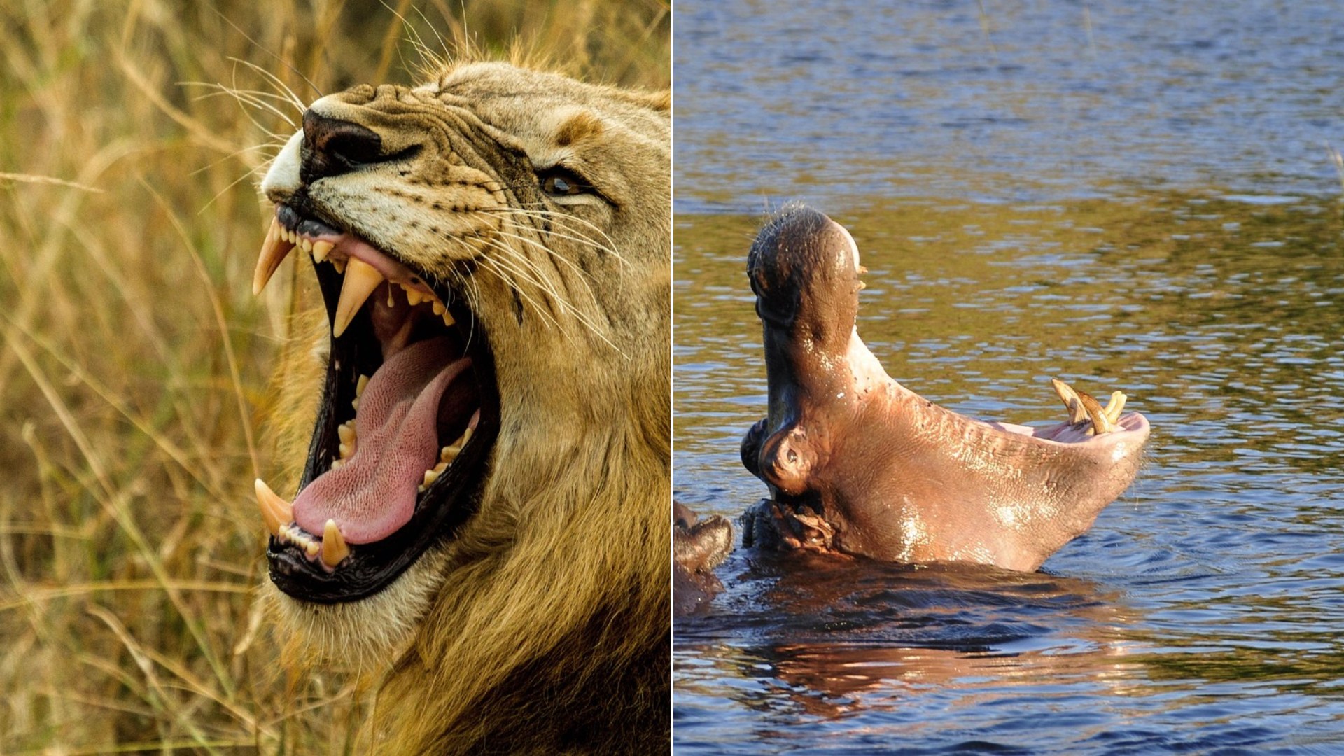World's Most Aggressive Animals and Where to Spot Them