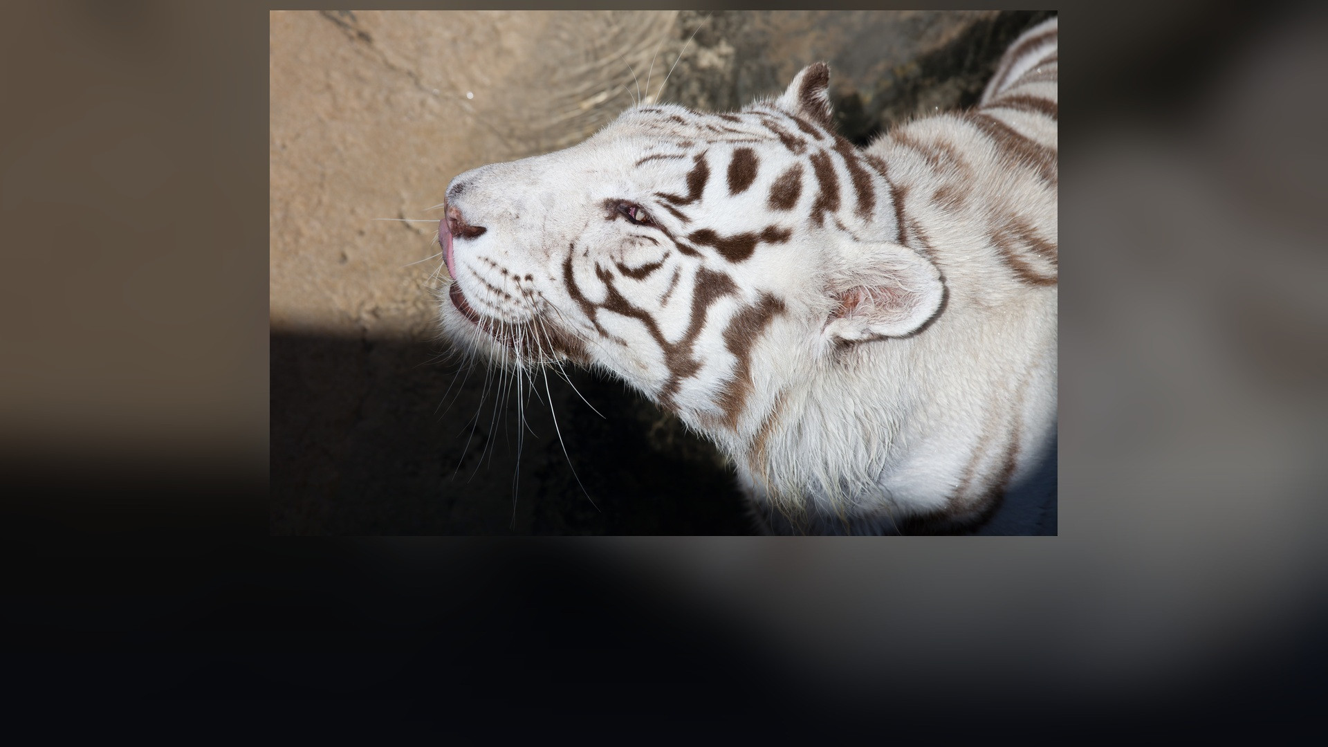 A majestic Bengal tiger with striking orange and black stripes standing alert.