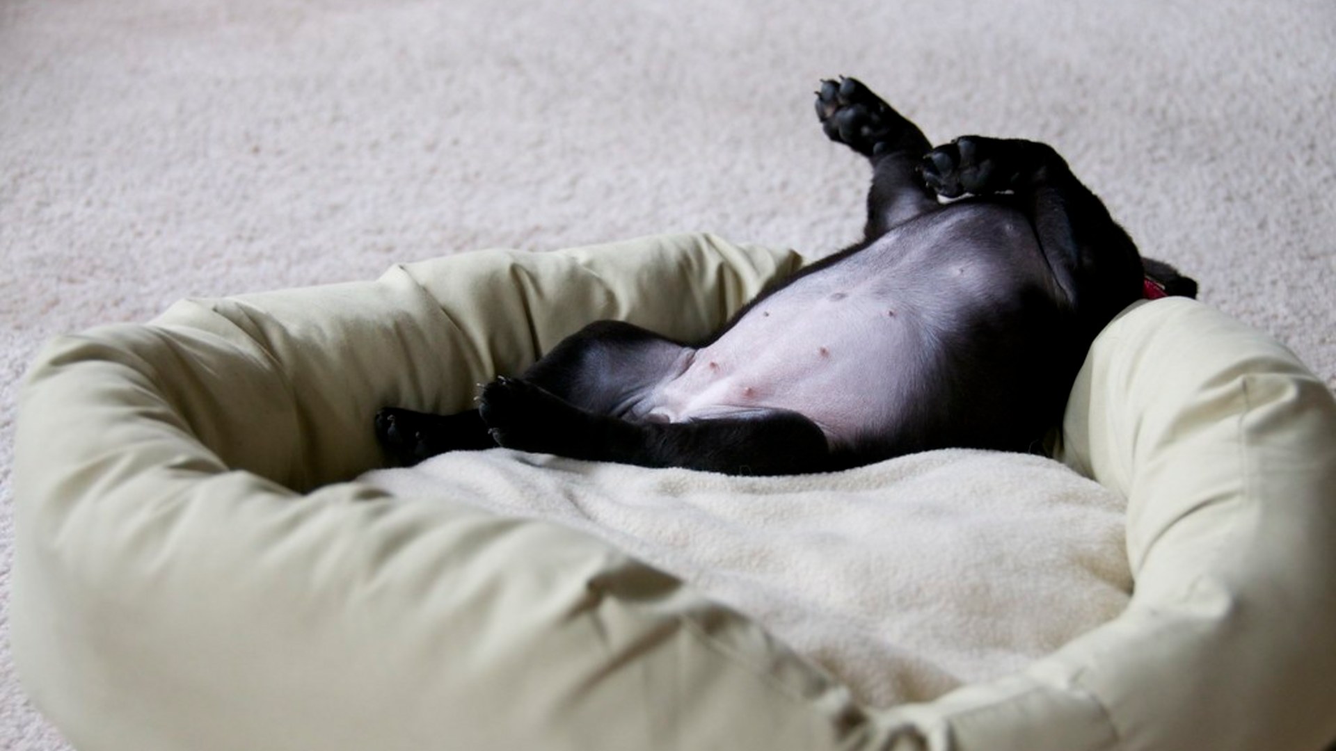 A peaceful dog sleeping deeply and calmly