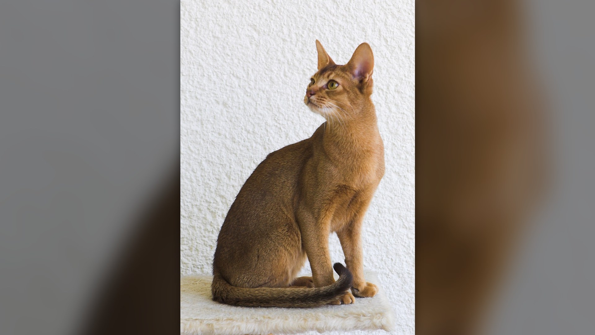 Ticked-coat Abyssinian cat alert and perched