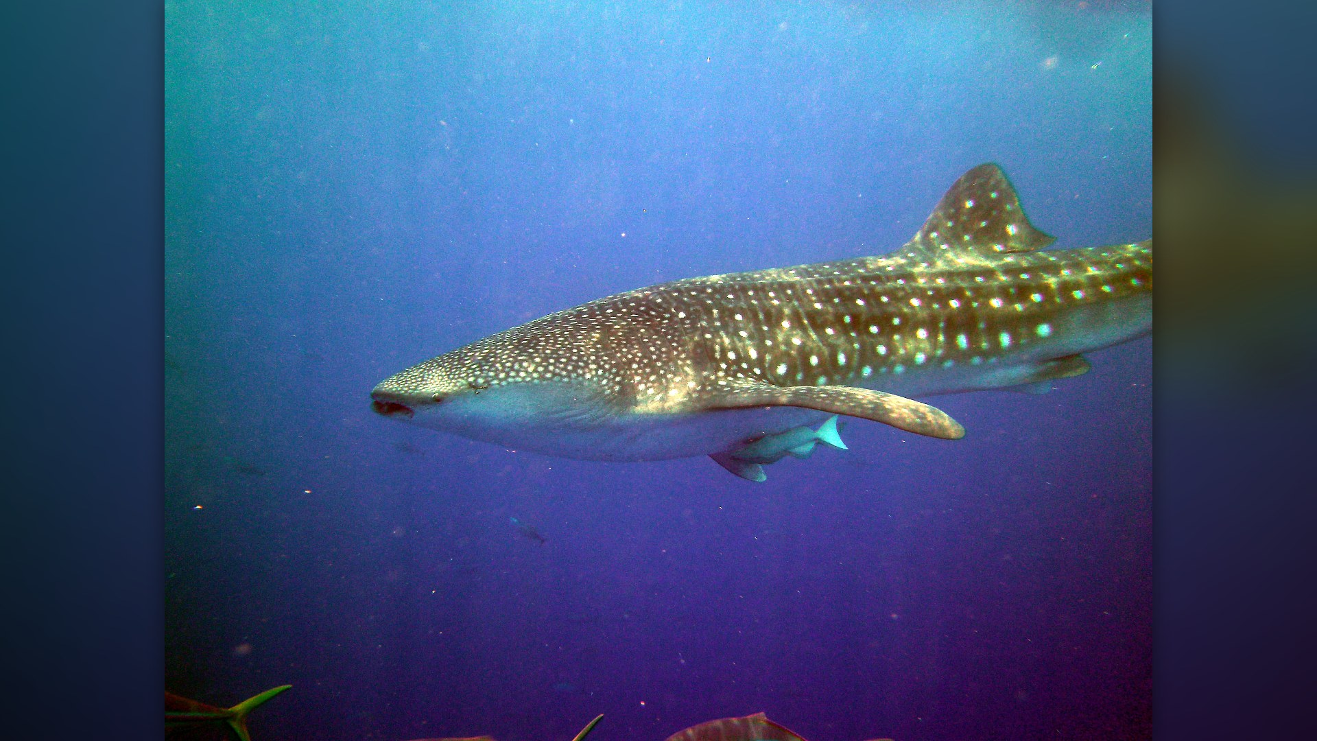 8. Whale Shark And Remora