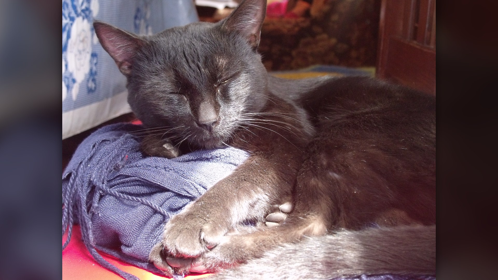 Black cat sleeping peacefully curled up outdoors