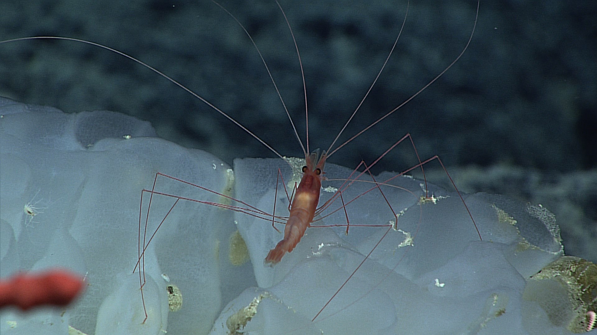 1. Glass Sponge