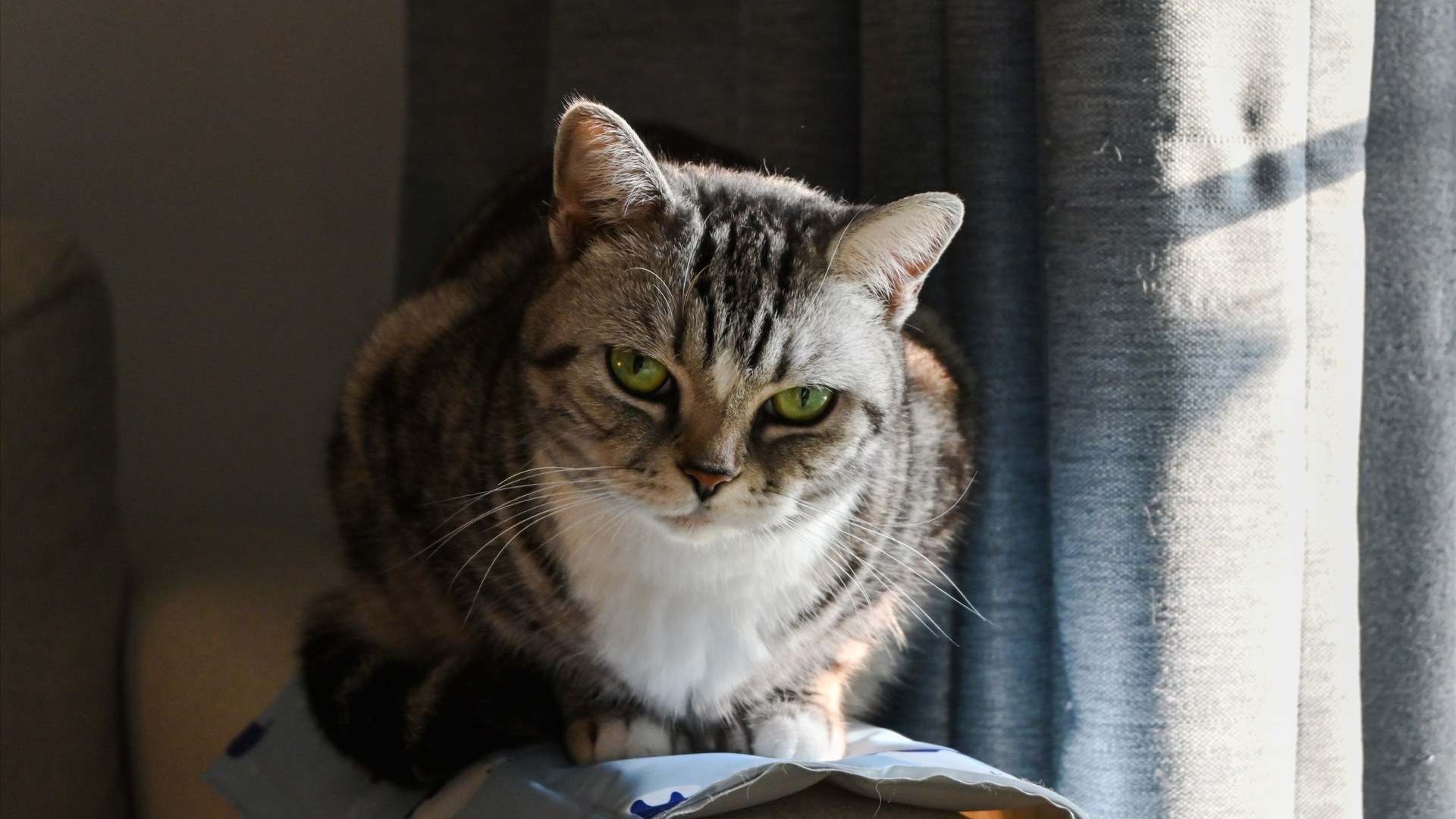 Silver classic tabby American Shorthair cat