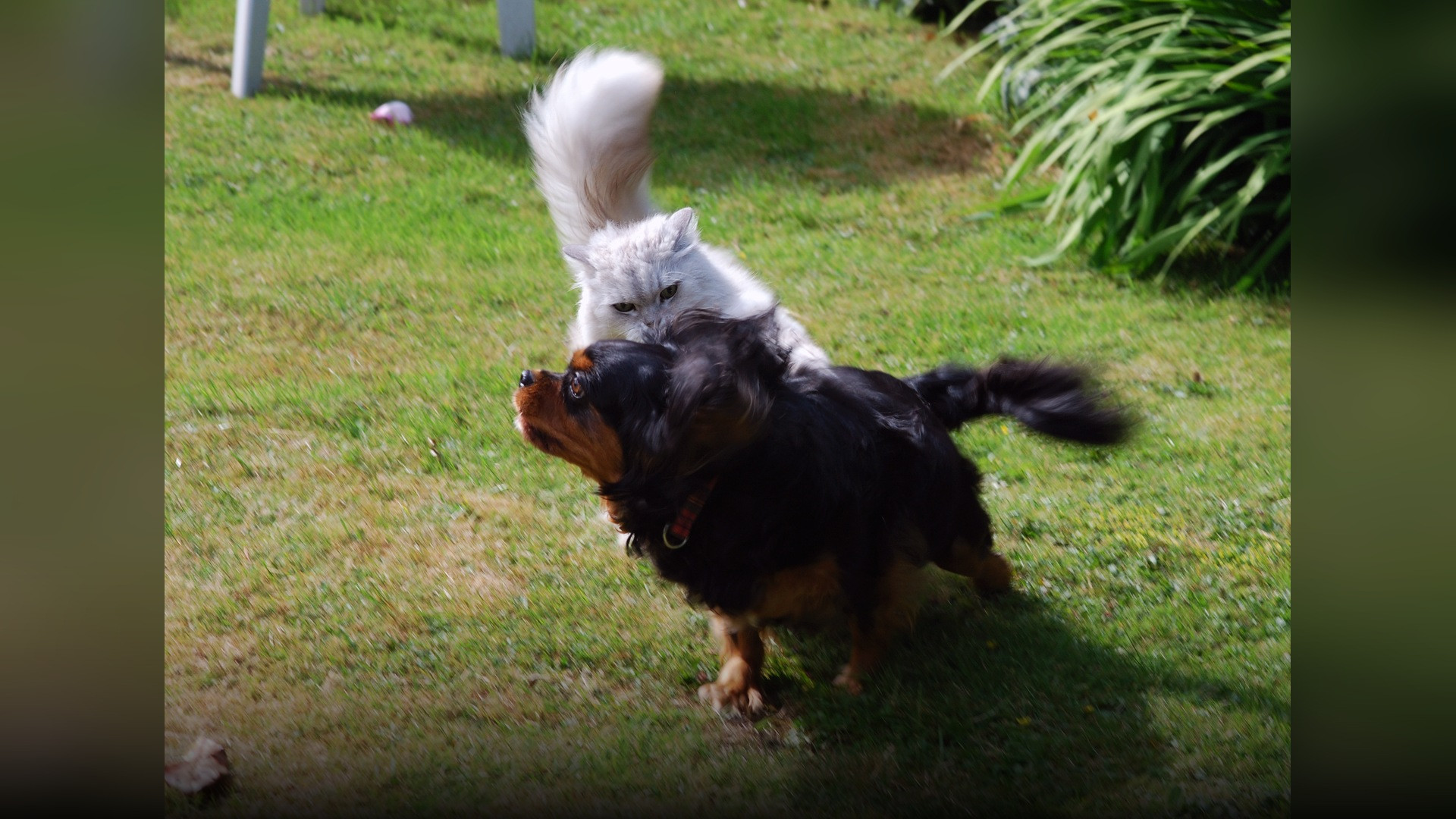 A fluffy cat playfully chasing a running dog across a green backyard lawn in an interspecies game.