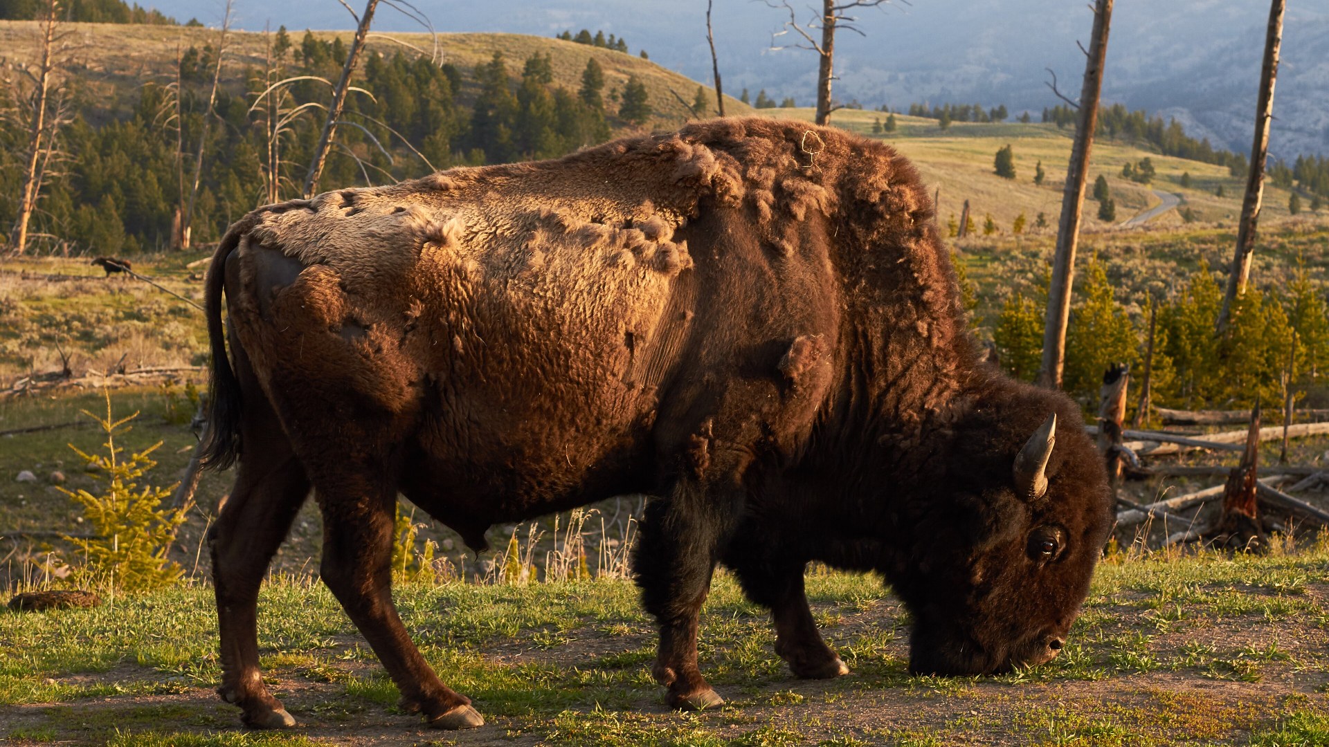 7. American Bison